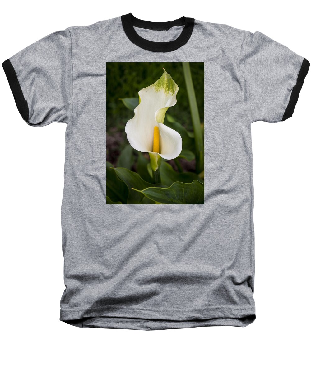 Flowers Baseball T-Shirt featuring the photograph Young Calla Lily by Venetia Featherstone-Witty