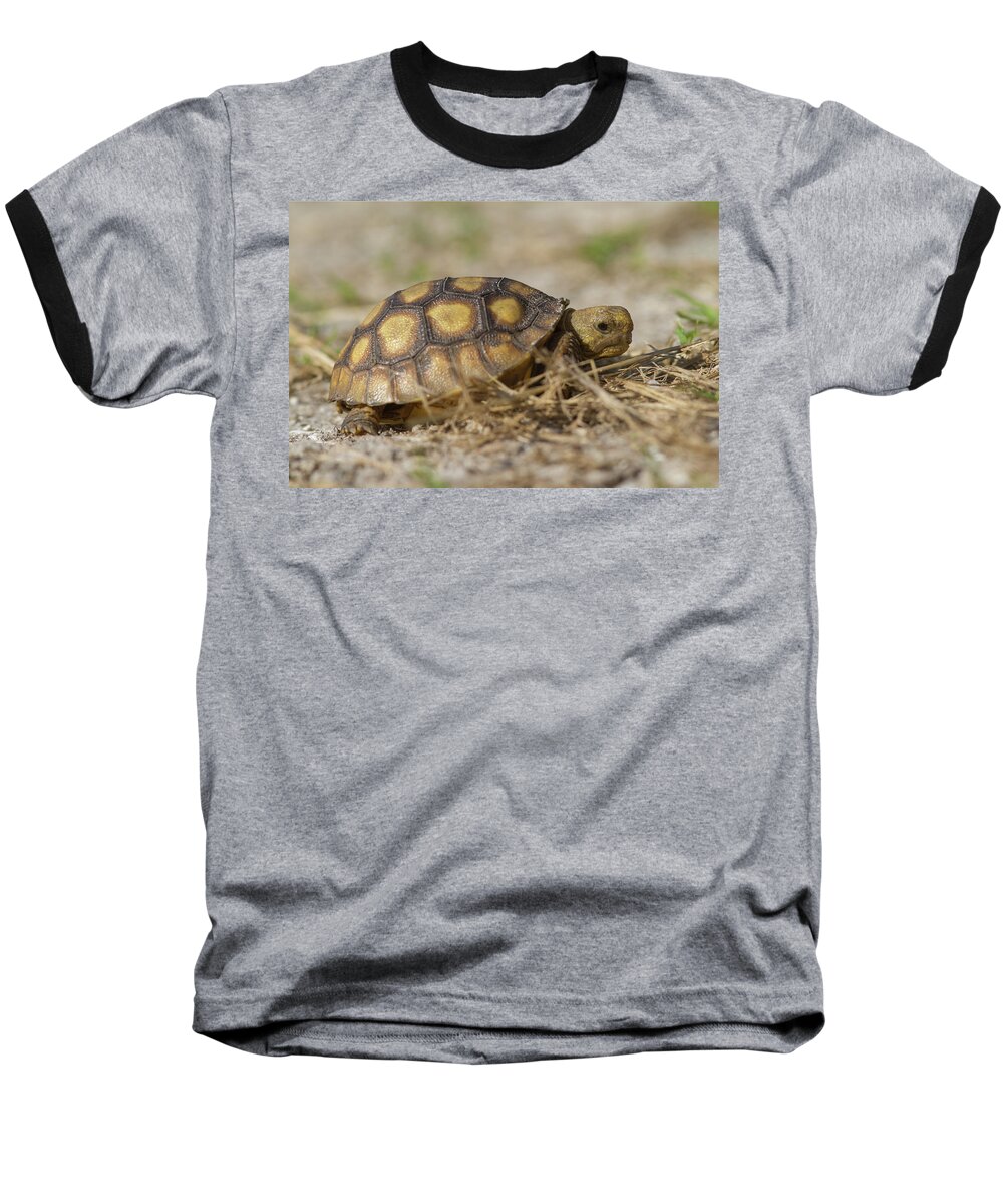 Tortoise Baseball T-Shirt featuring the photograph Young Gopher Tortoise by Paul Rebmann