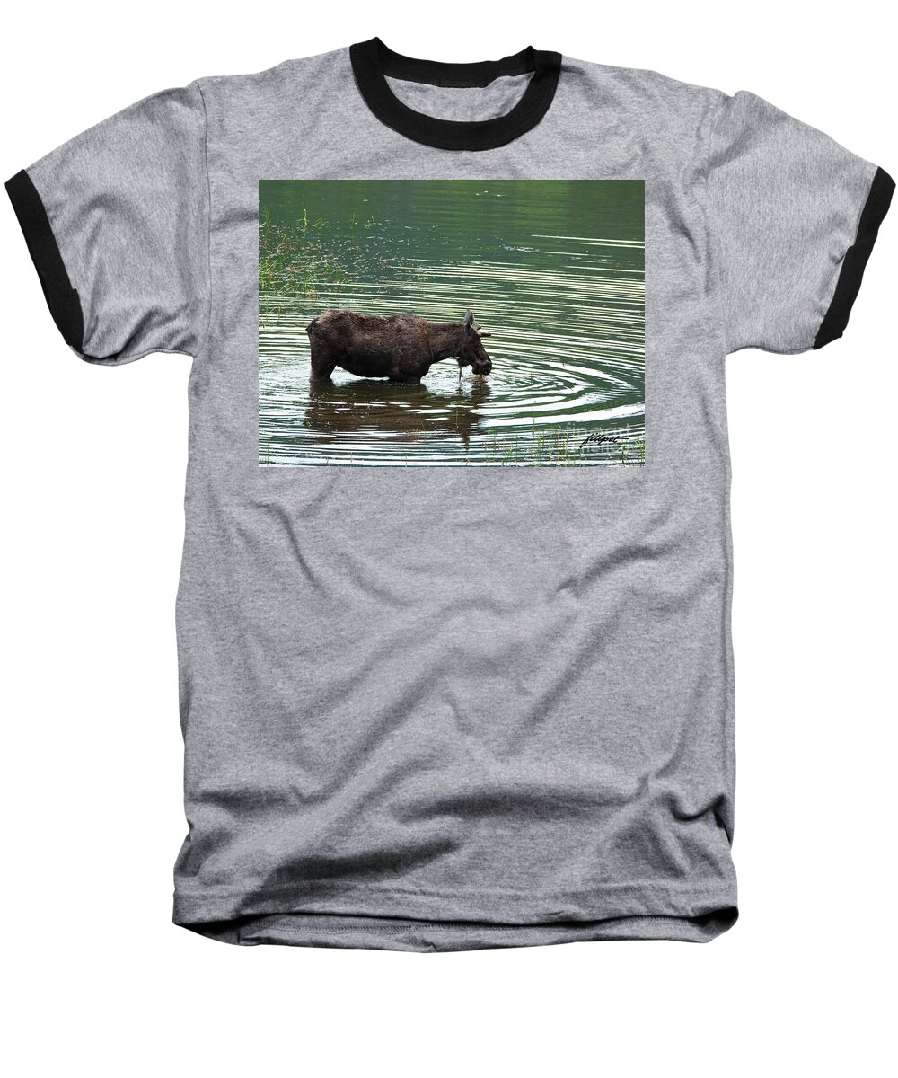 Young Bull Moose In Pond Baseball T-Shirt featuring the photograph Young Moose in Pond by Bon and Jim Fillpot