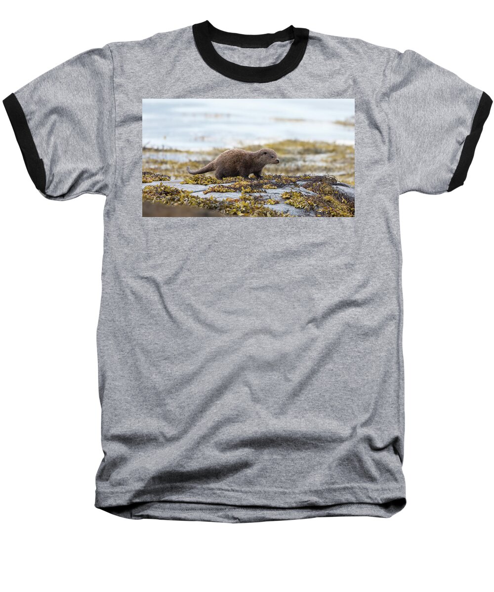Otter Baseball T-Shirt featuring the photograph Young Otter by Pete Walkden