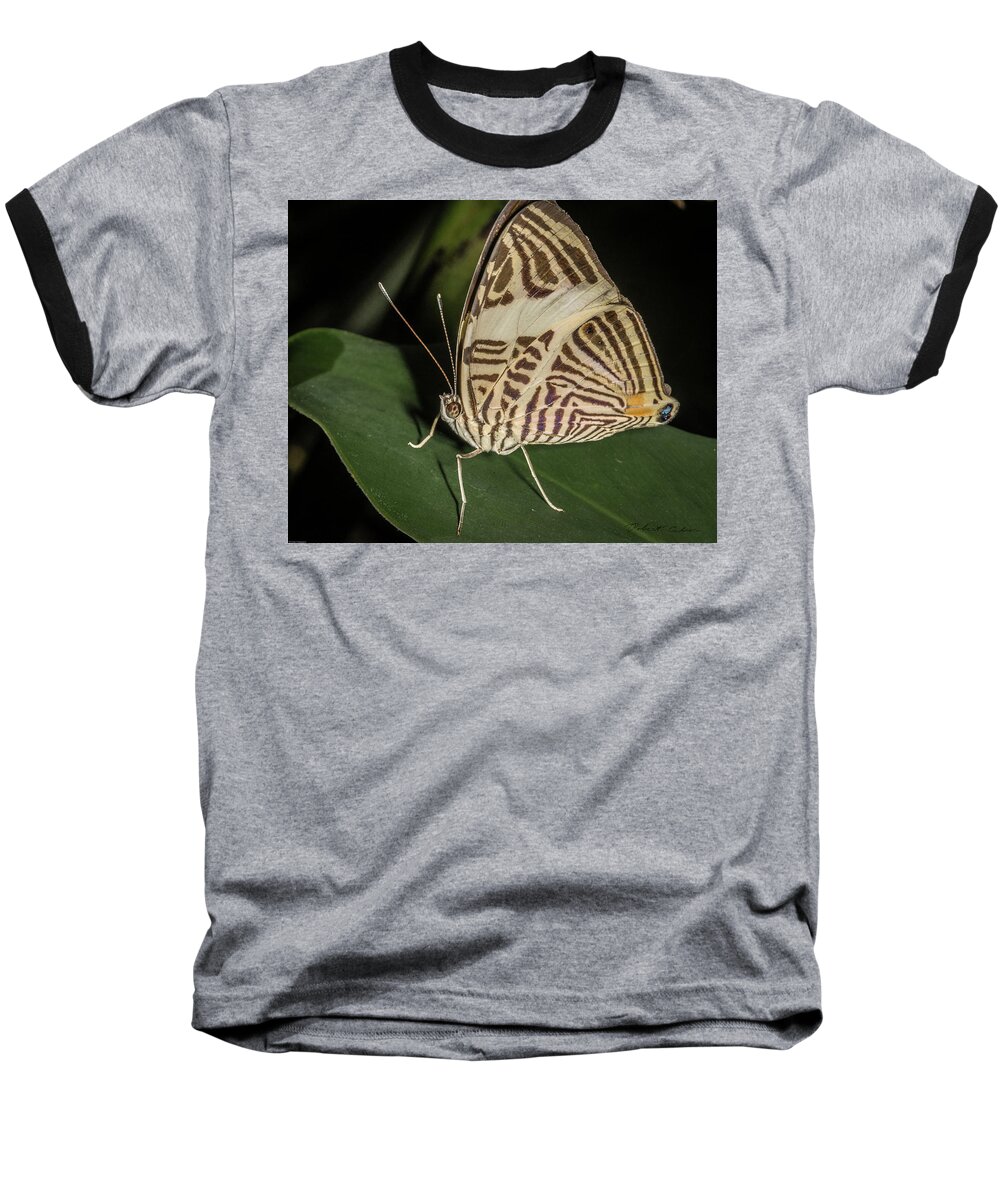Butterfly Baseball T-Shirt featuring the photograph Zebra Mosaic by Robert Culver