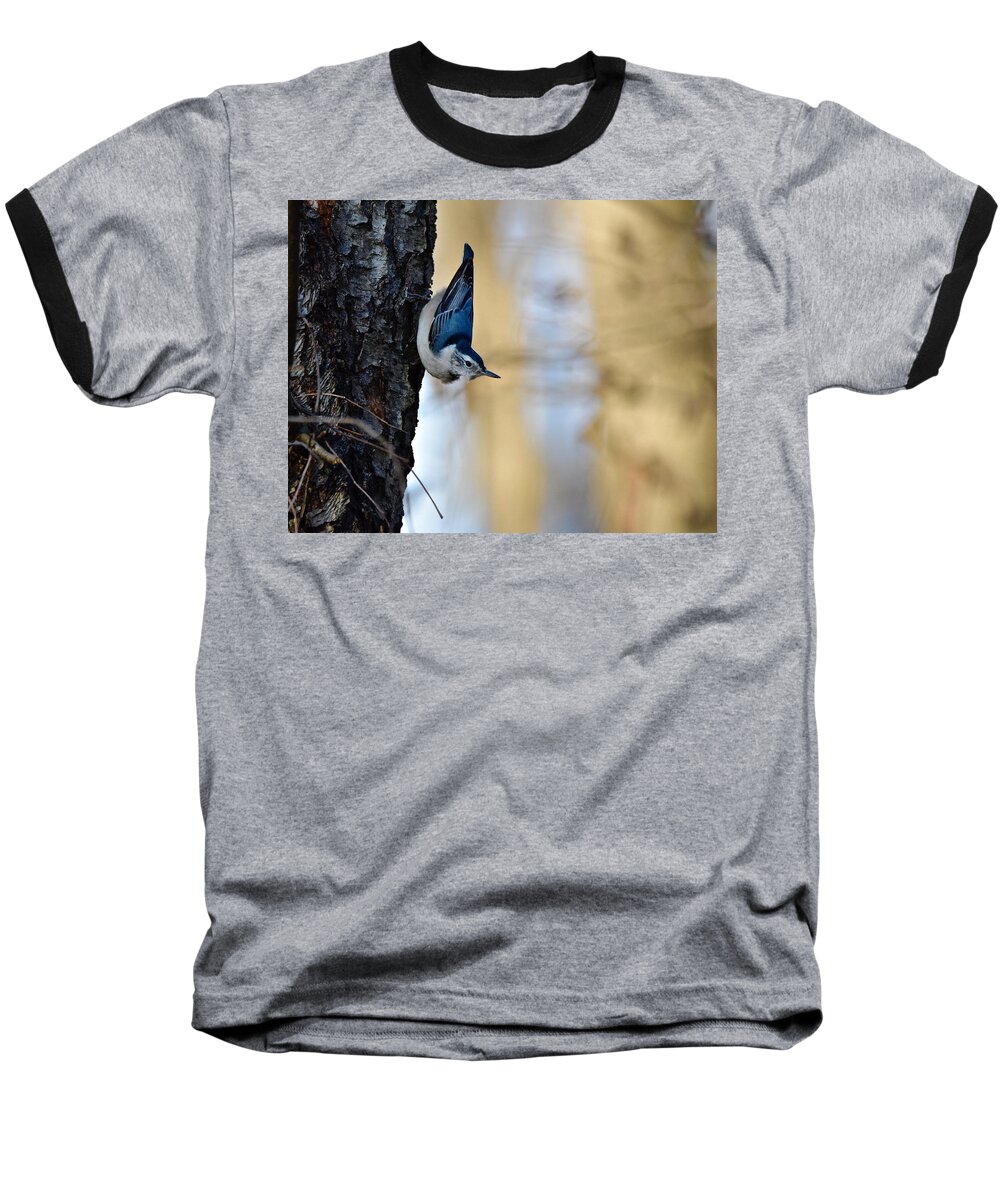 Wall Art Baseball T-Shirt featuring the photograph Blue Jay #1 by Jeffrey PERKINS