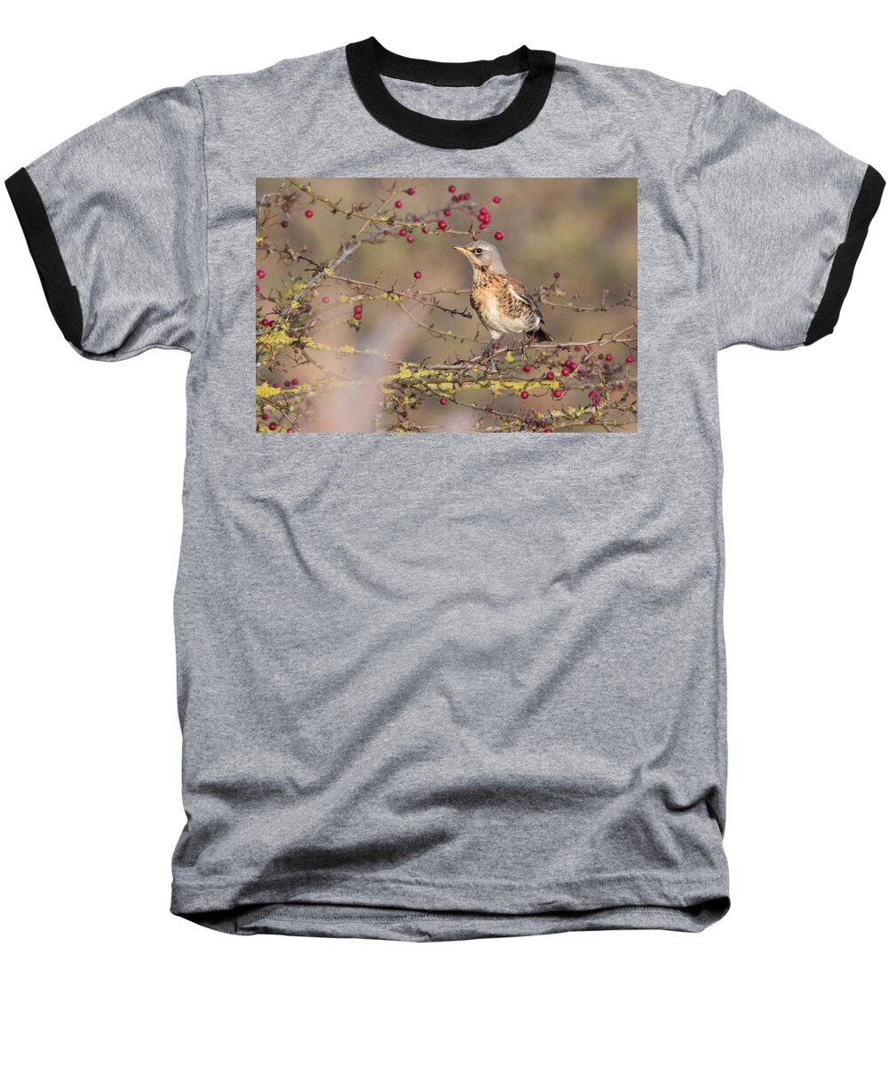 Flyladyphotographybywendycooper Baseball T-Shirt featuring the photograph Fieldfare #2 by Wendy Cooper