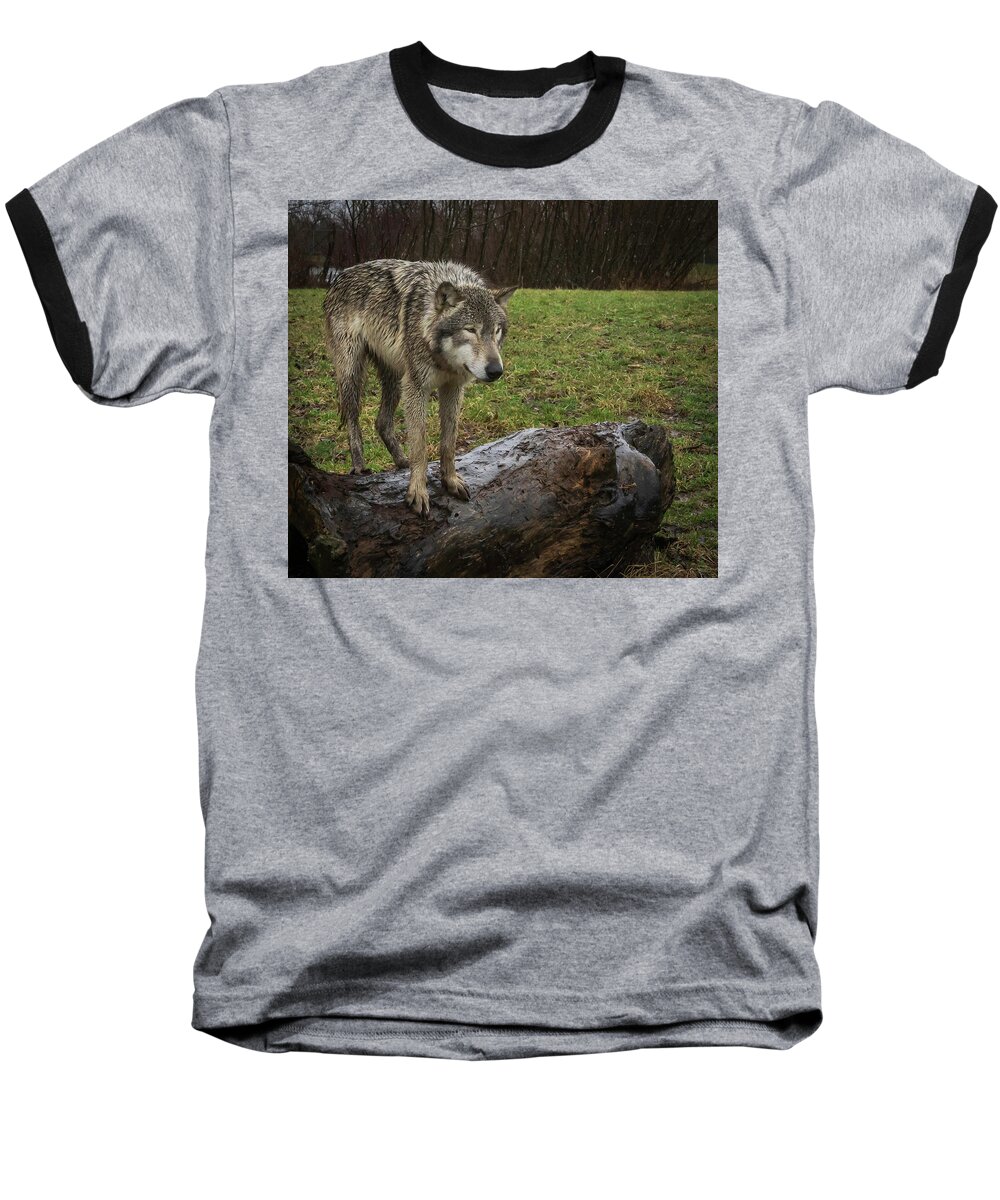 Wolf Wolves Baseball T-Shirt featuring the photograph Hangin on the Log #1 by Laura Hedien