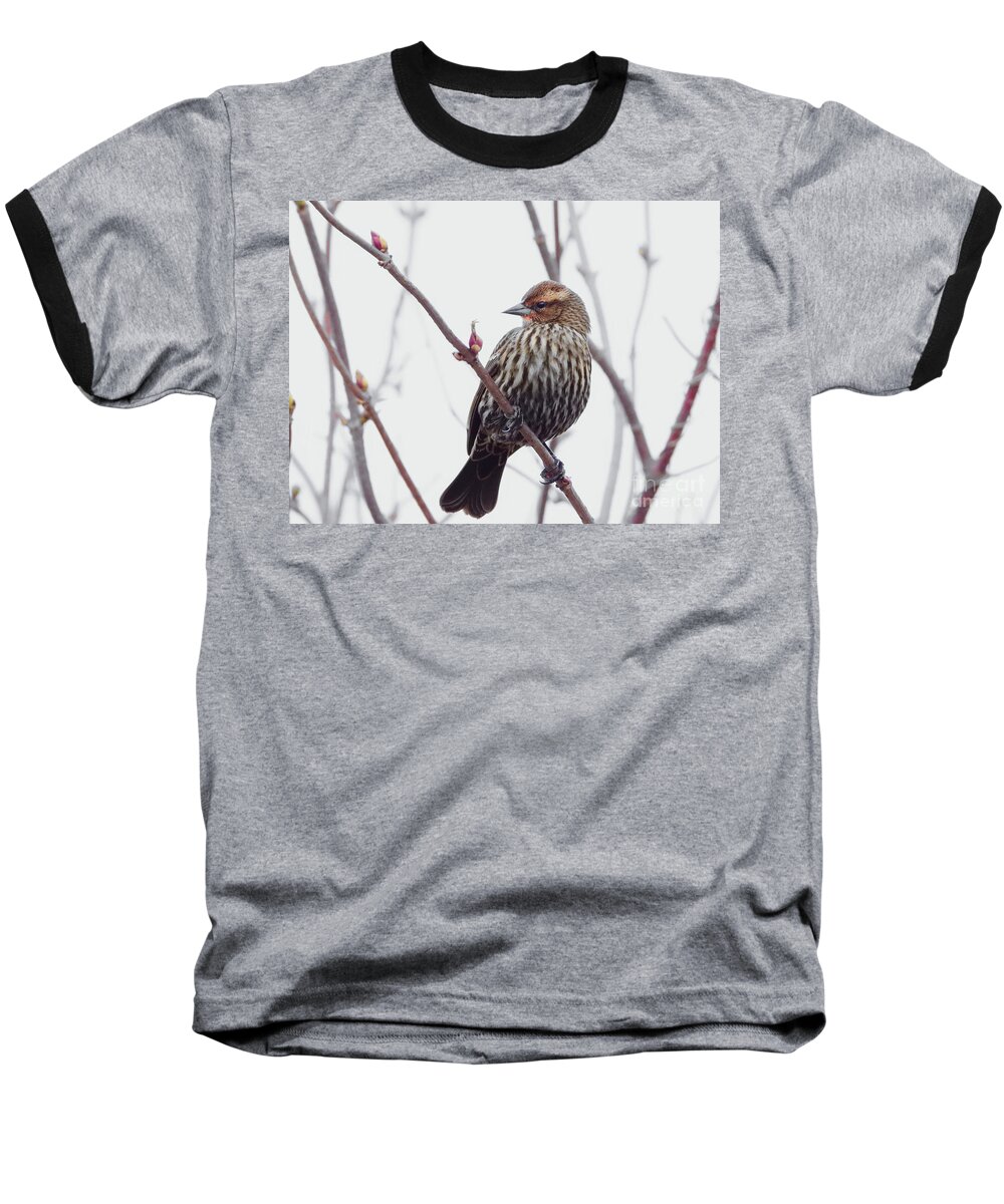 Song Sparrow Baseball T-Shirt featuring the photograph Natures Beauty #1 by Scott Cameron