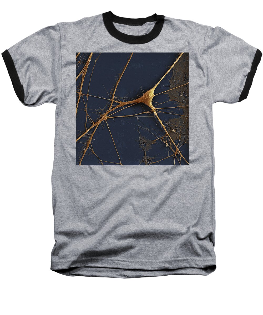 Color Baseball T-Shirt featuring the photograph Spinal Ganglion Nerve Fibers Sem #1 by Meckes/ottawa