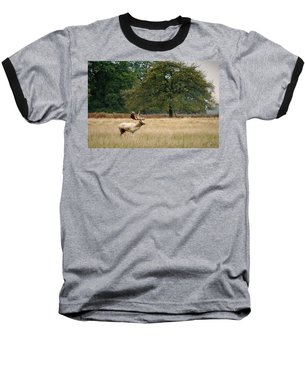 Stag Baseball T-Shirt featuring the photograph Stag #1 by Chris Boulton