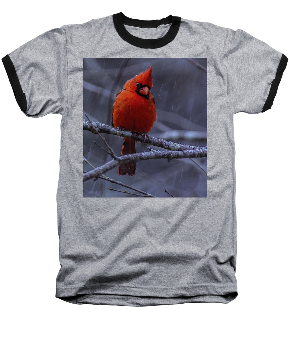Northern Cardinal Baseball T-Shirt featuring the photograph The Curious Cardinal #2 by John Harding