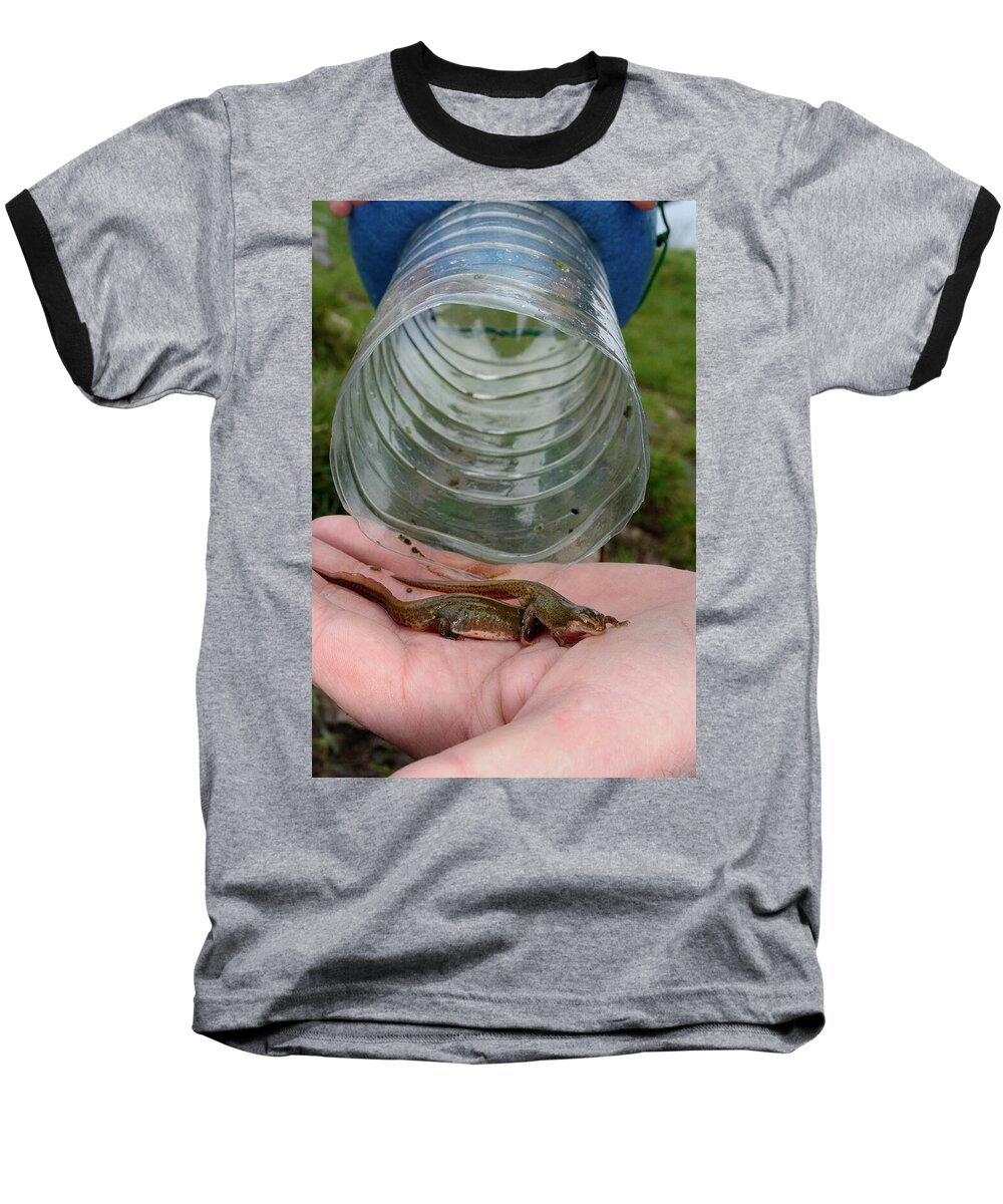 Animal Baseball T-Shirt featuring the photograph Two Palmate Newts Found In A Bottle Trap Left Overnight In #1 by Nick Upton / Naturepl.com