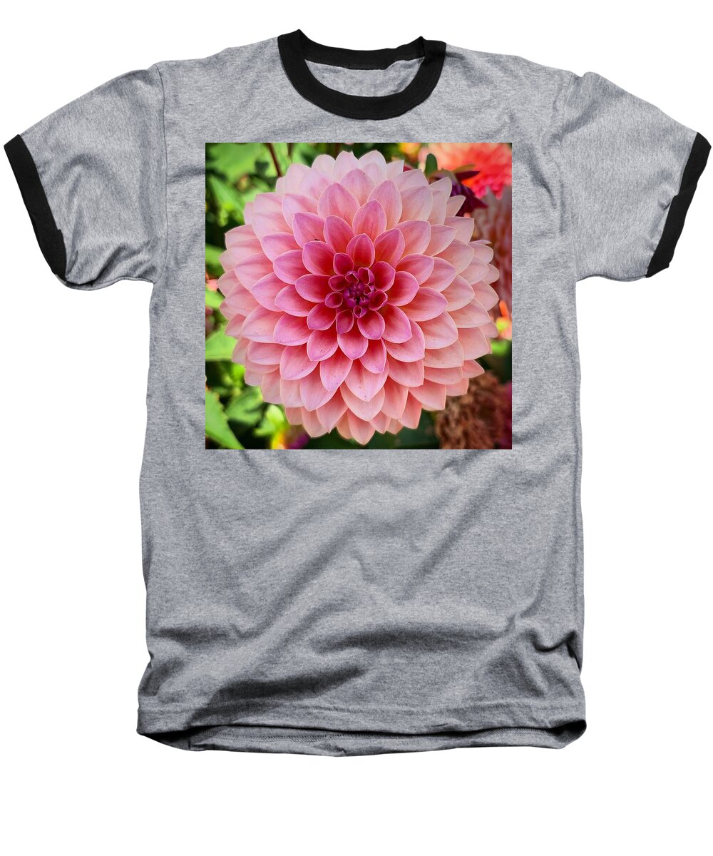 Pink Baseball T-Shirt featuring the photograph Pink Dahlia #2 by Brian Eberly
