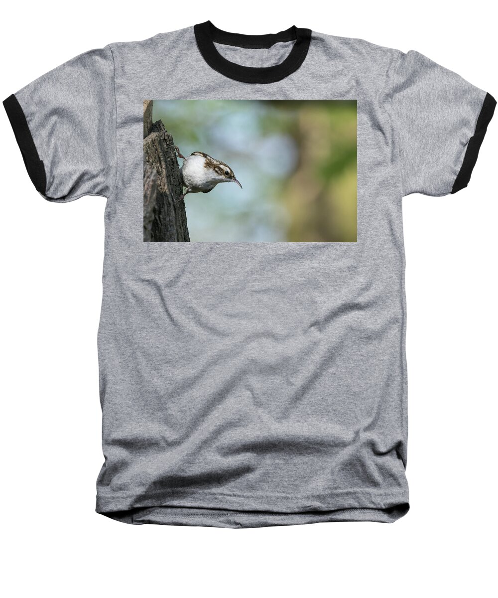 Photography Baseball T-Shirt featuring the photograph Treecreeper #1 by Wendy Cooper