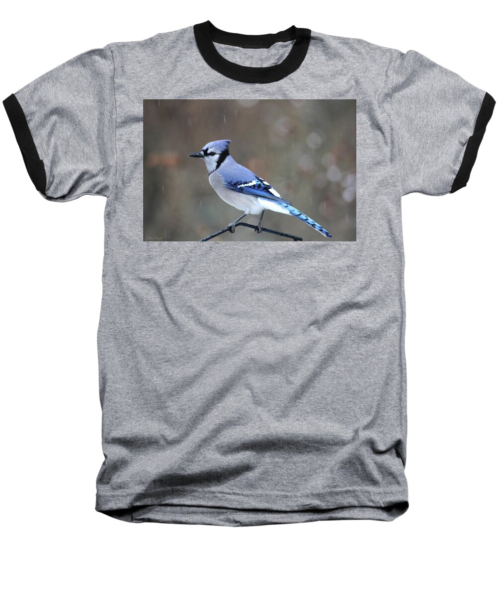 Birds Baseball T-Shirt featuring the photograph A Snowy Day with Blue Jay by Trina Ansel