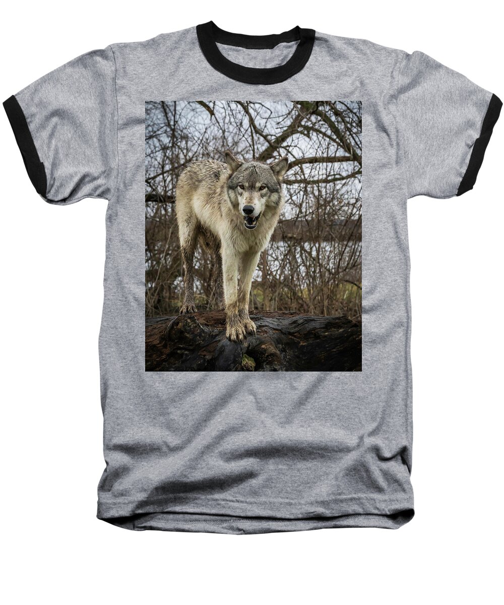Wolf Wolves Baseball T-Shirt featuring the photograph Anit I Pretty by Laura Hedien
