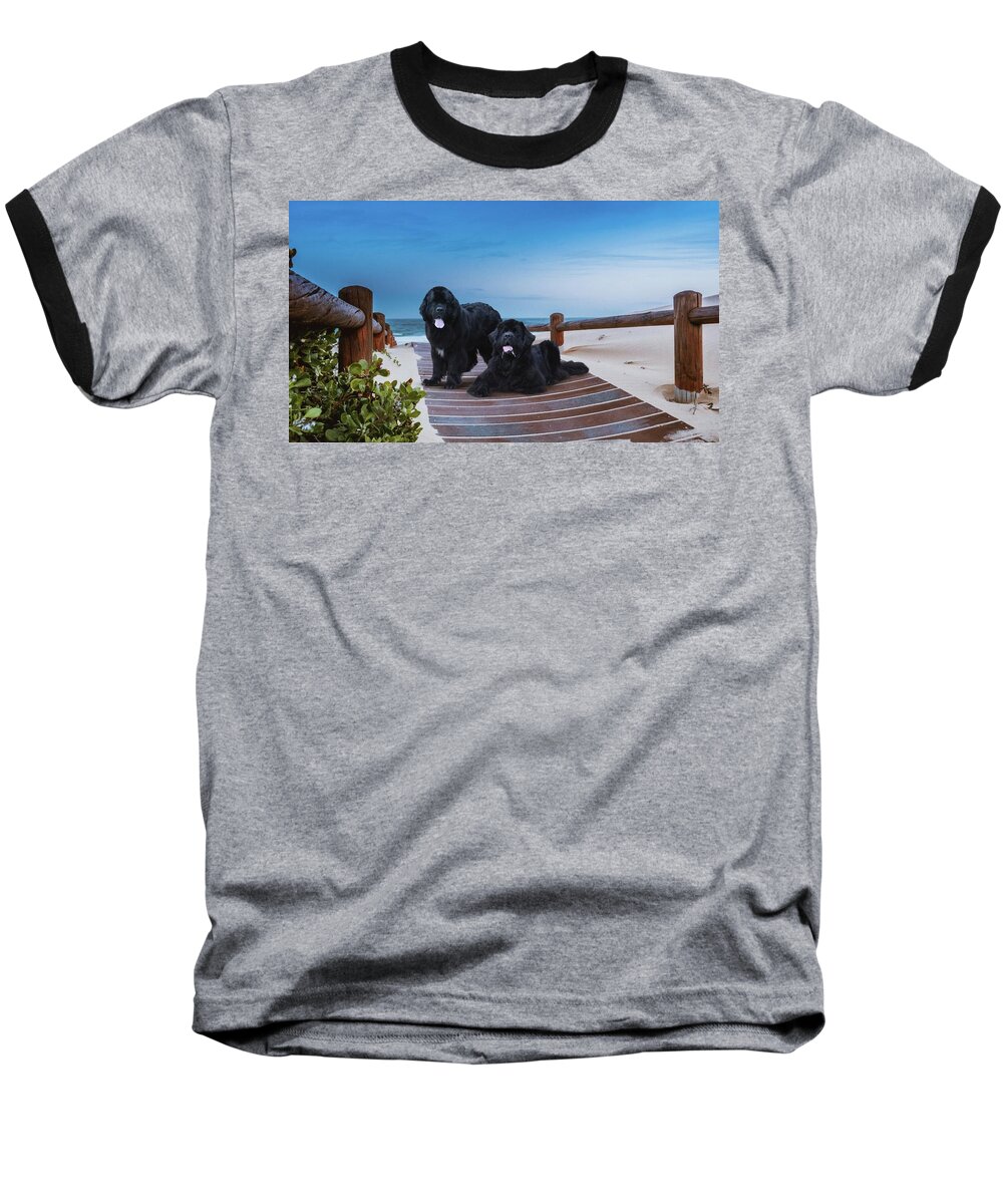 Newfies Baseball T-Shirt featuring the photograph Newfies, Magnificent Water Dogs by Philip And Robbie Bracco