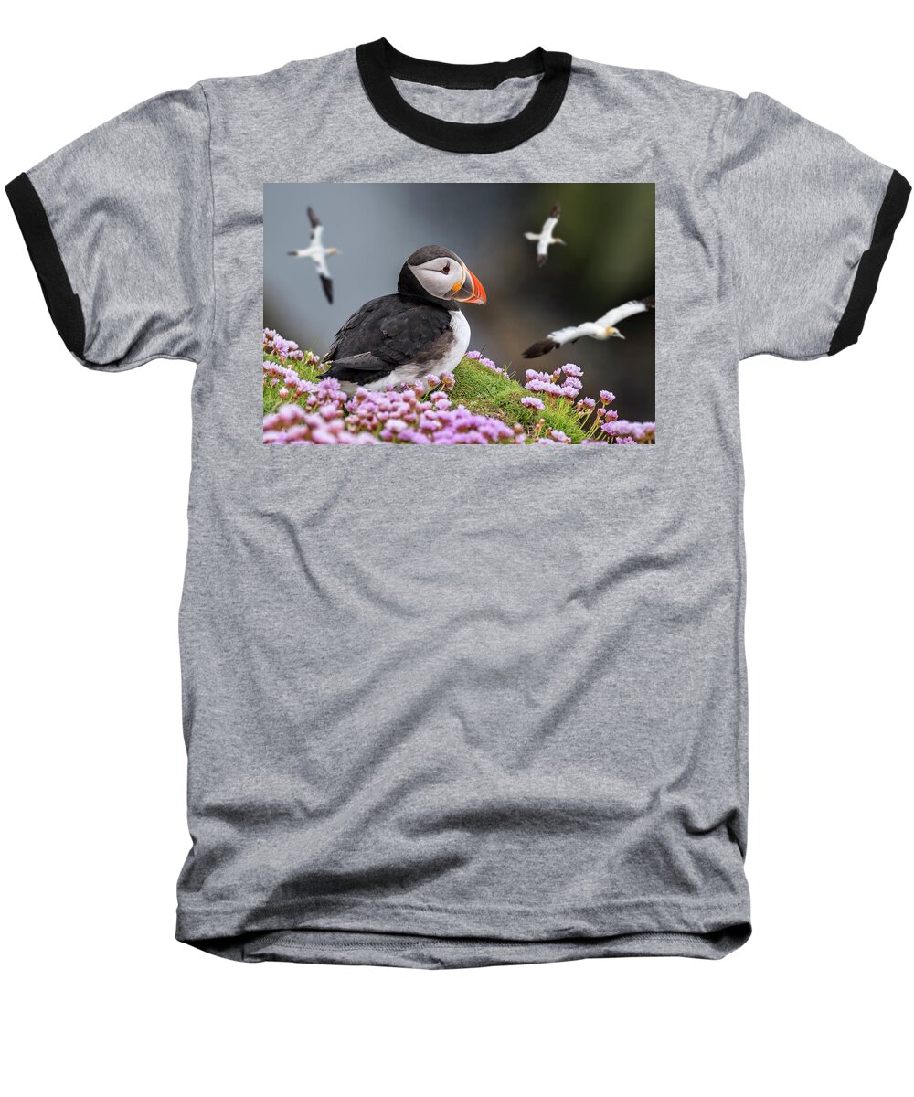 Atlantic Puffin Baseball T-Shirt featuring the photograph Atlantic Puffin and Soaring Gannets by Arterra Picture Library