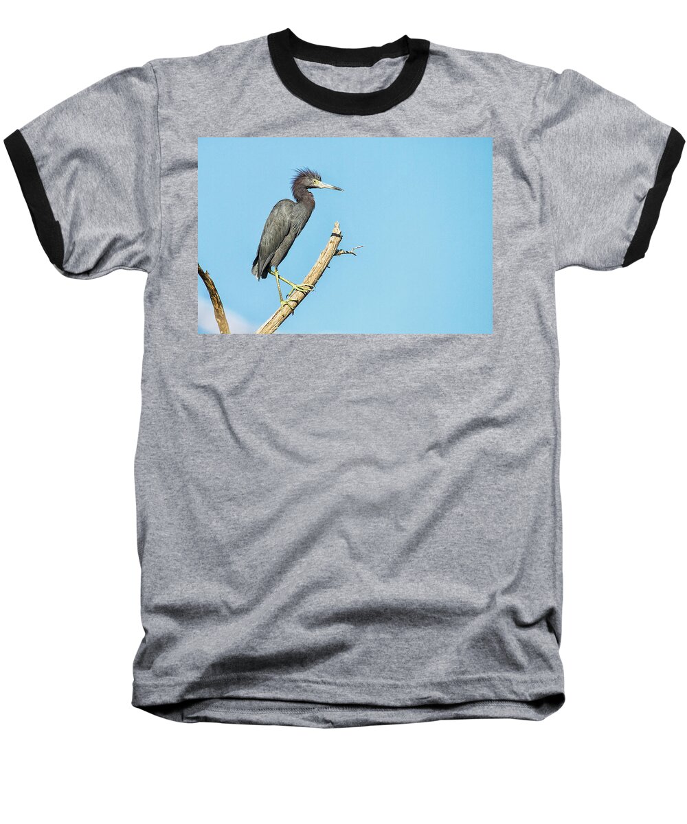 Little Blue Heron Baseball T-Shirt featuring the photograph Bad Hair Day Heron by Bob Decker
