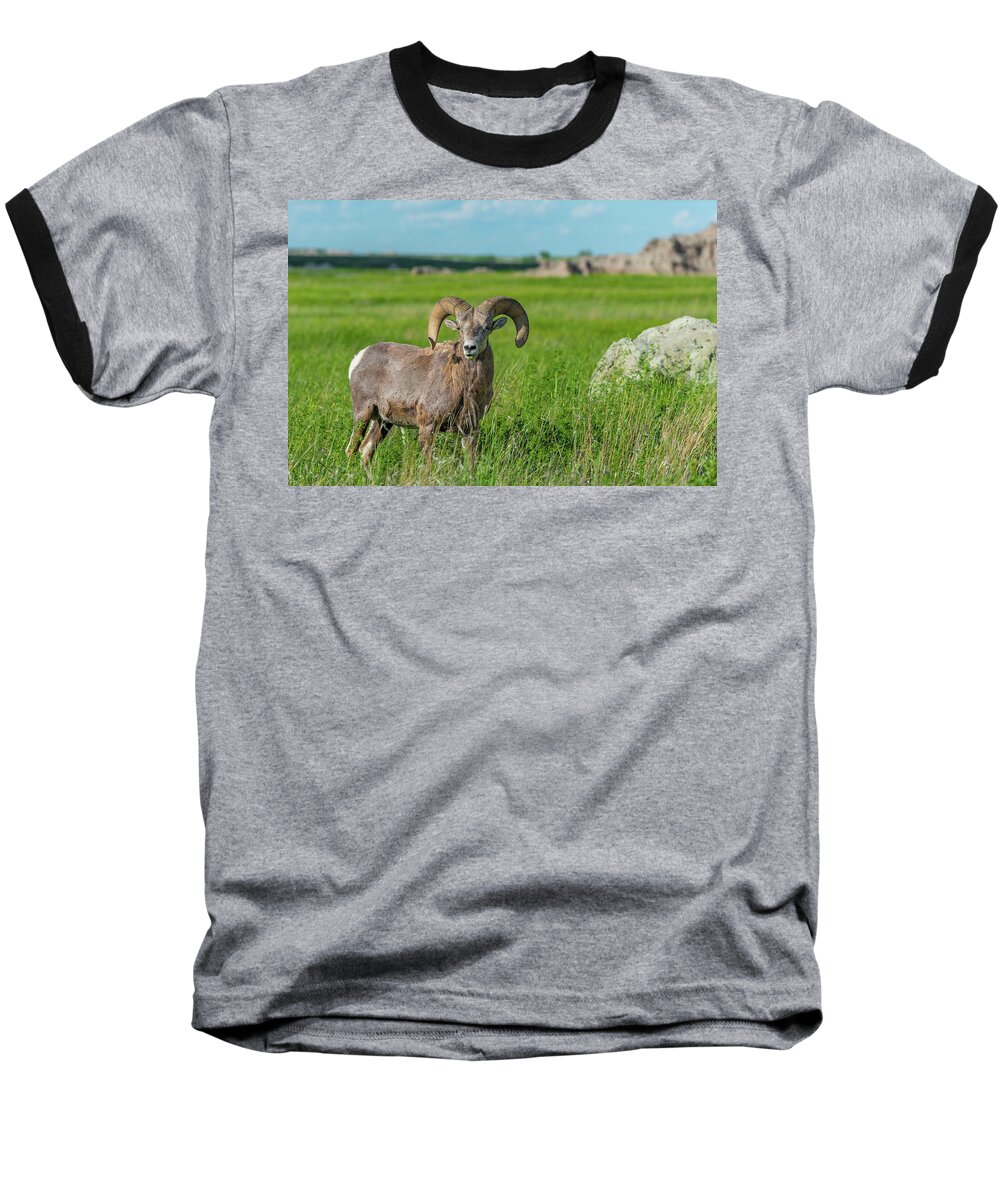 Audubon's Bighorn Sheep Baseball T-Shirt featuring the photograph Badlands Bighorn Sheep by Sebastian Musial