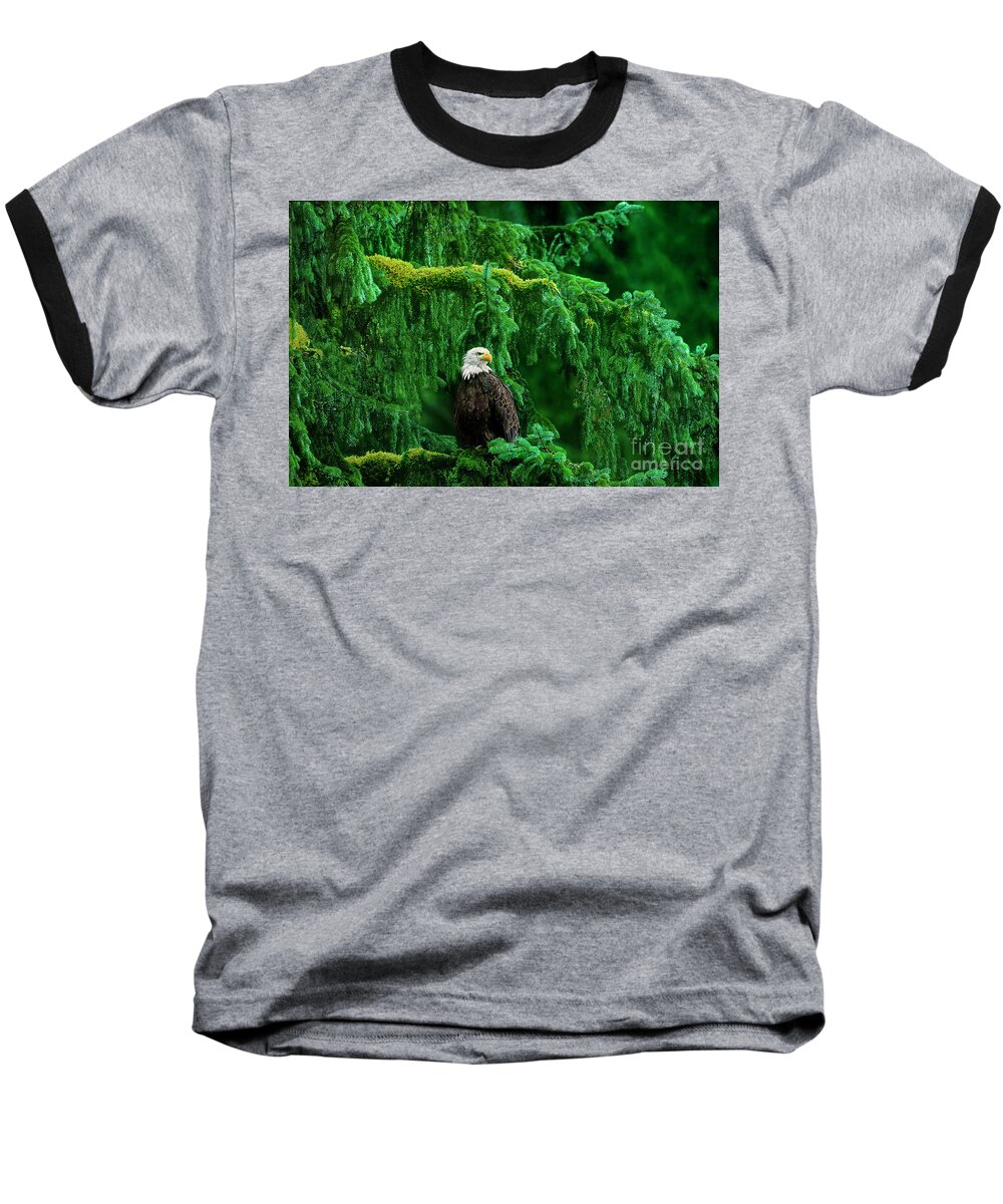 Bald Eagle Baseball T-Shirt featuring the photograph Bald Eagle in Temperate Rainforest Alaska Endangered Species by Dave Welling