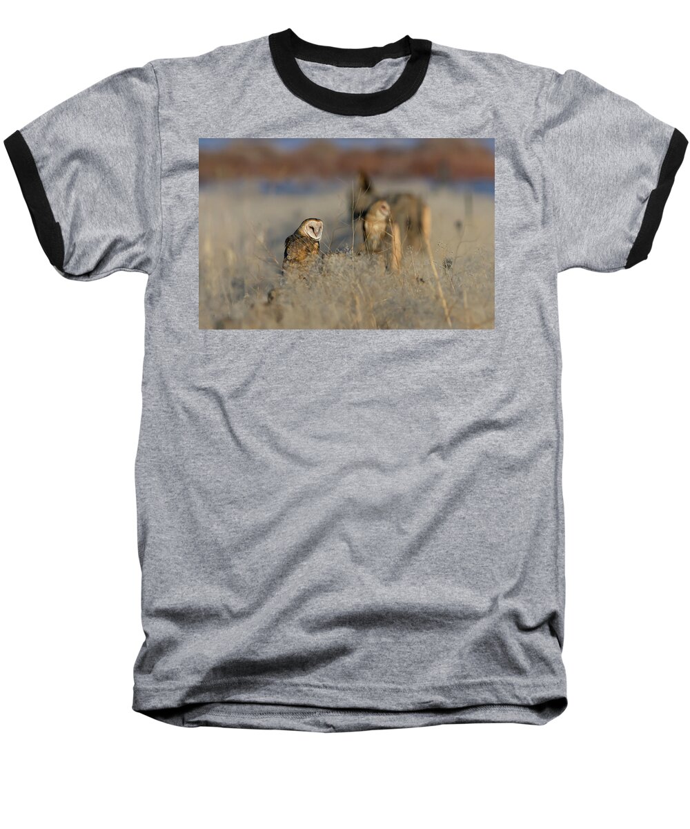 Barn Owl Baseball T-Shirt featuring the photograph Barn Owls 9 by Rick Mosher