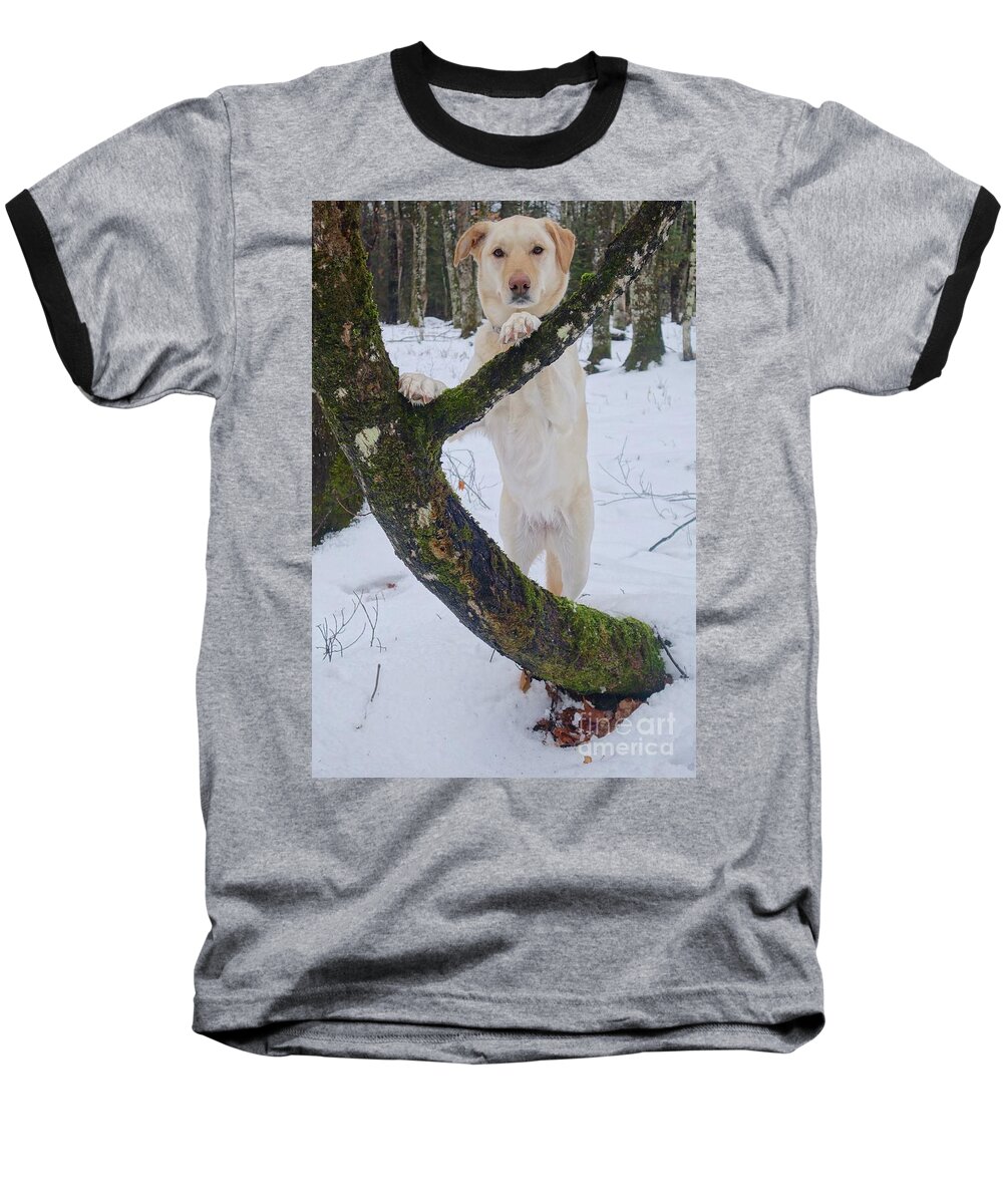 Betsy Baseball T-Shirt featuring the photograph Betsy Posing For You by Sandra Updyke