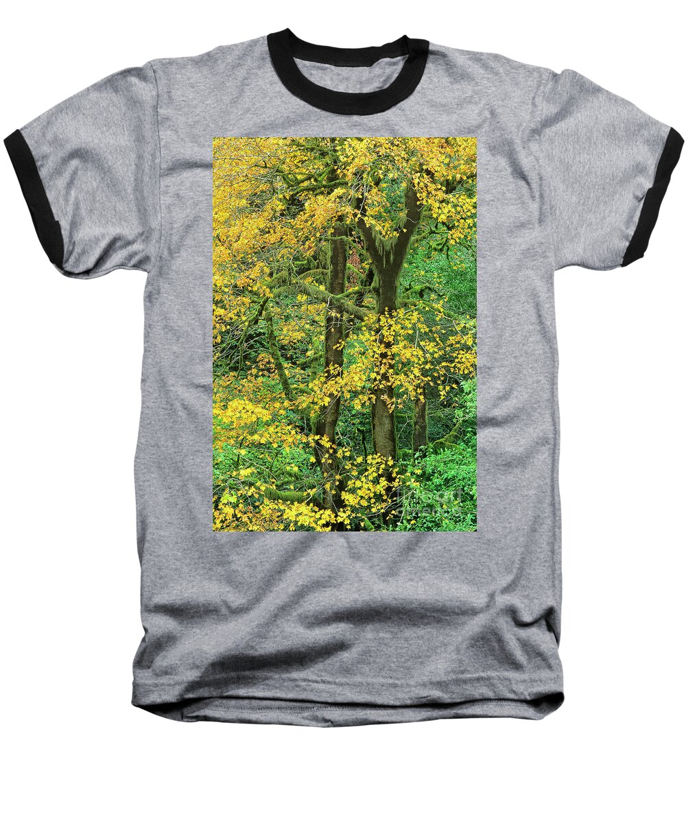 Dave Welling Baseball T-Shirt featuring the photograph Big Leaf Maple In Fall Color Humbug Mountain Oregon by Dave Welling