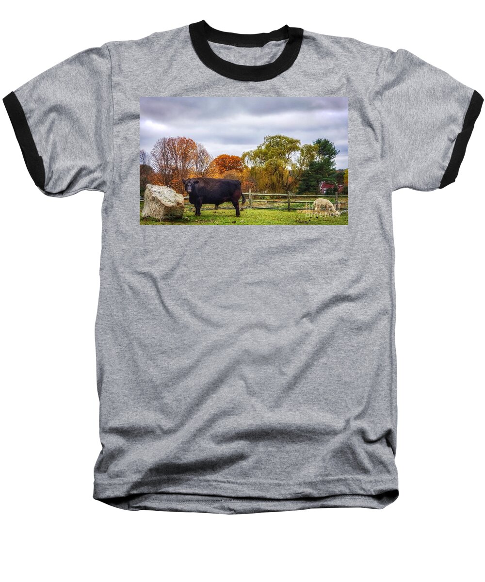 Black Cow Baseball T-Shirt featuring the photograph Black Cow and White Goat by Mary Capriole