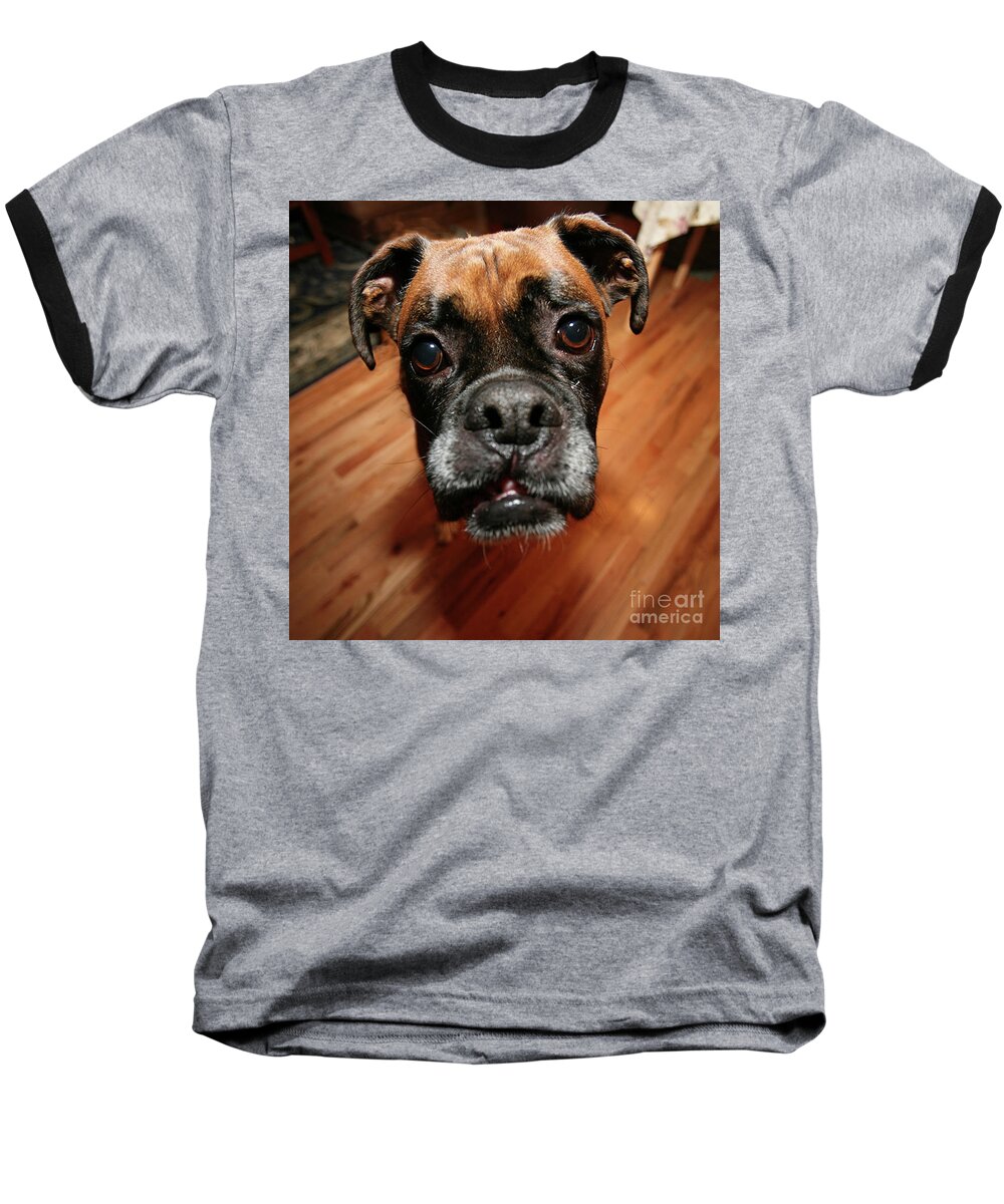 Boxer Baseball T-Shirt featuring the photograph Boxer Head Shot by Rich Collins
