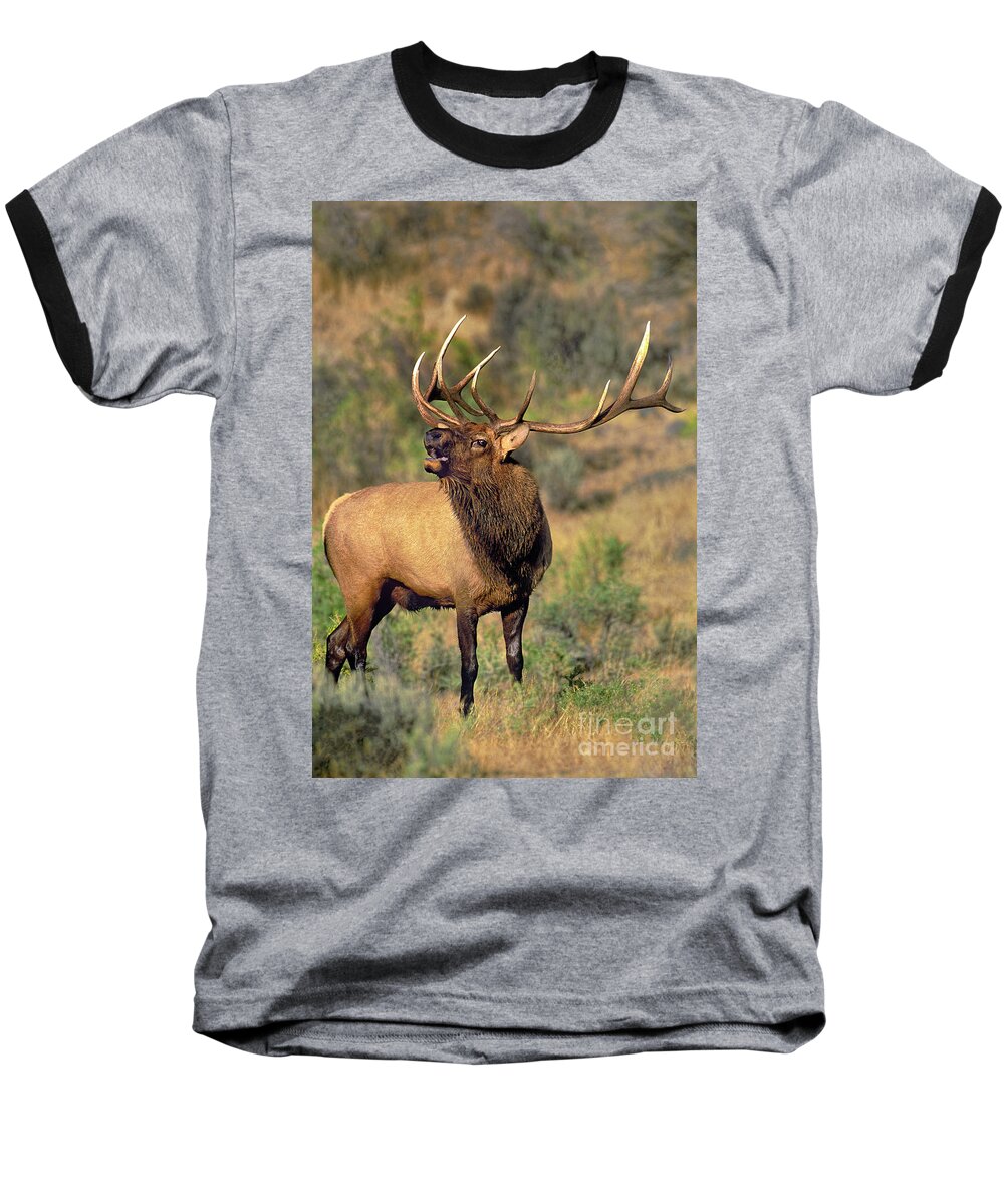North America Baseball T-Shirt featuring the photograph Bull Elk in Rut Bugling Yellowstone Wyoming Wildlife by Dave Welling