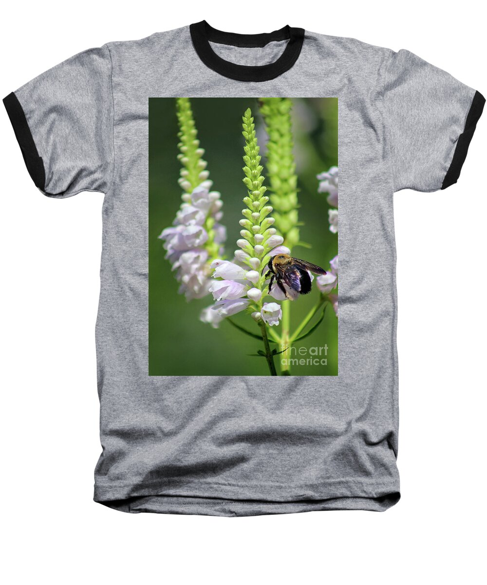 Bumblebee Baseball T-Shirt featuring the photograph Bumblebee on Obedient Flower by Karen Adams
