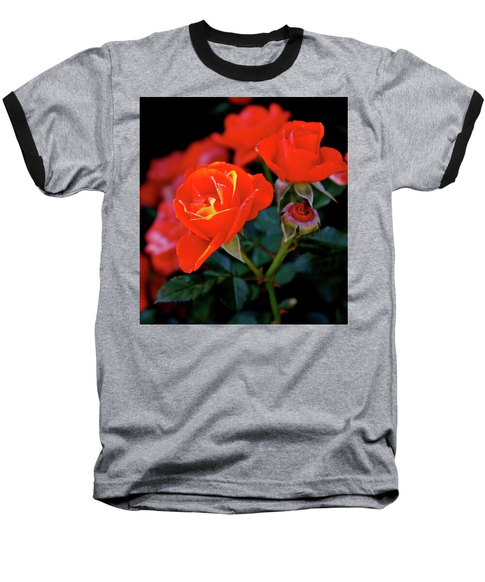 Roses Baseball T-Shirt featuring the photograph Catch the Morning by Michele Myers