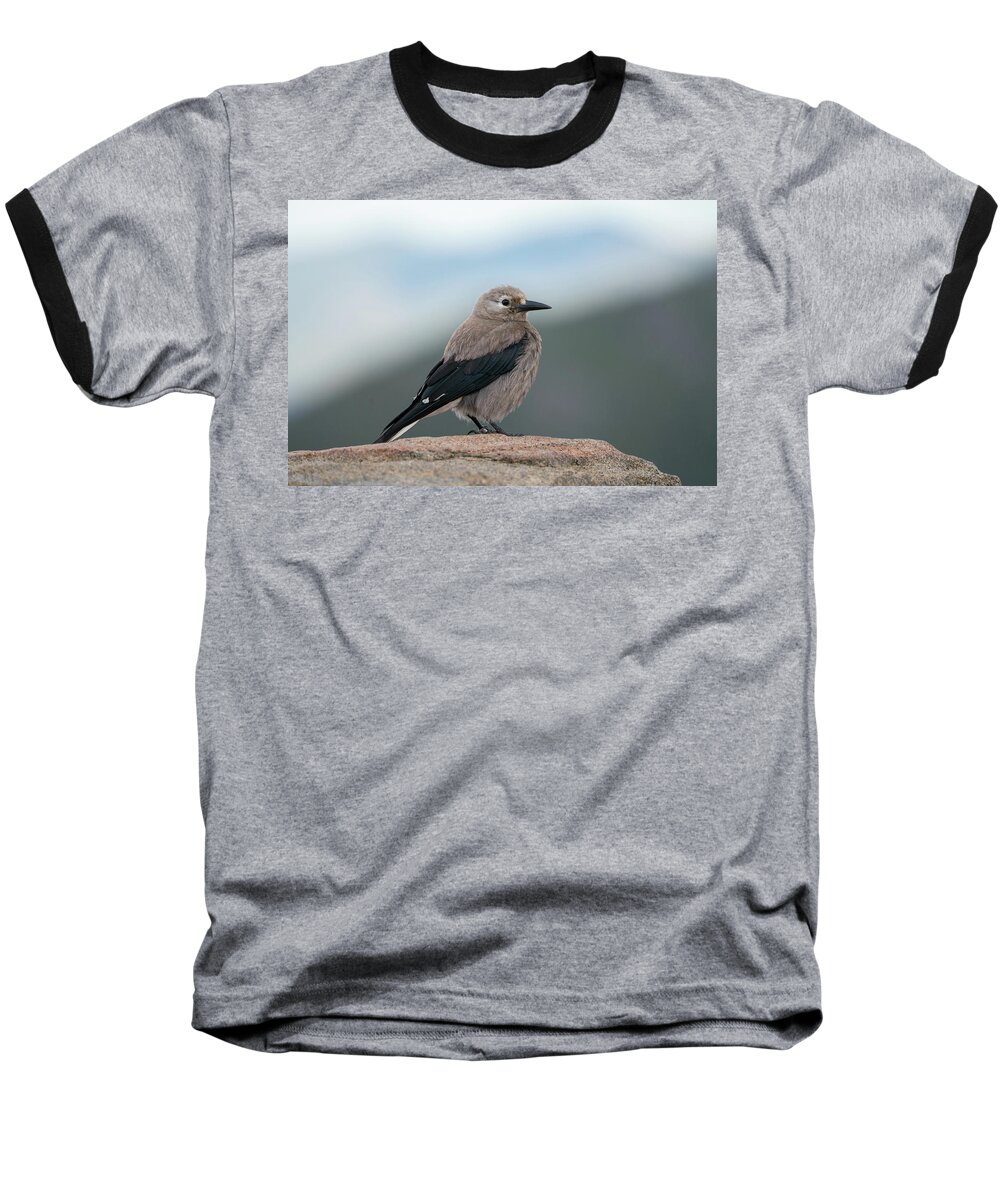 Beak Baseball T-Shirt featuring the photograph Clarks Nutcracker in the wild by Kyle Lee