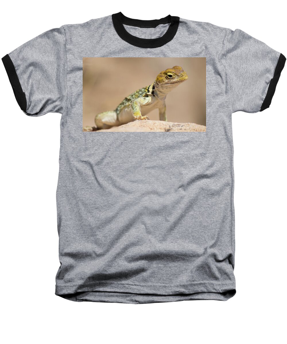 Reptile Baseball T-Shirt featuring the photograph Collared Lizard in Hovenweep by Jonathan Thompson