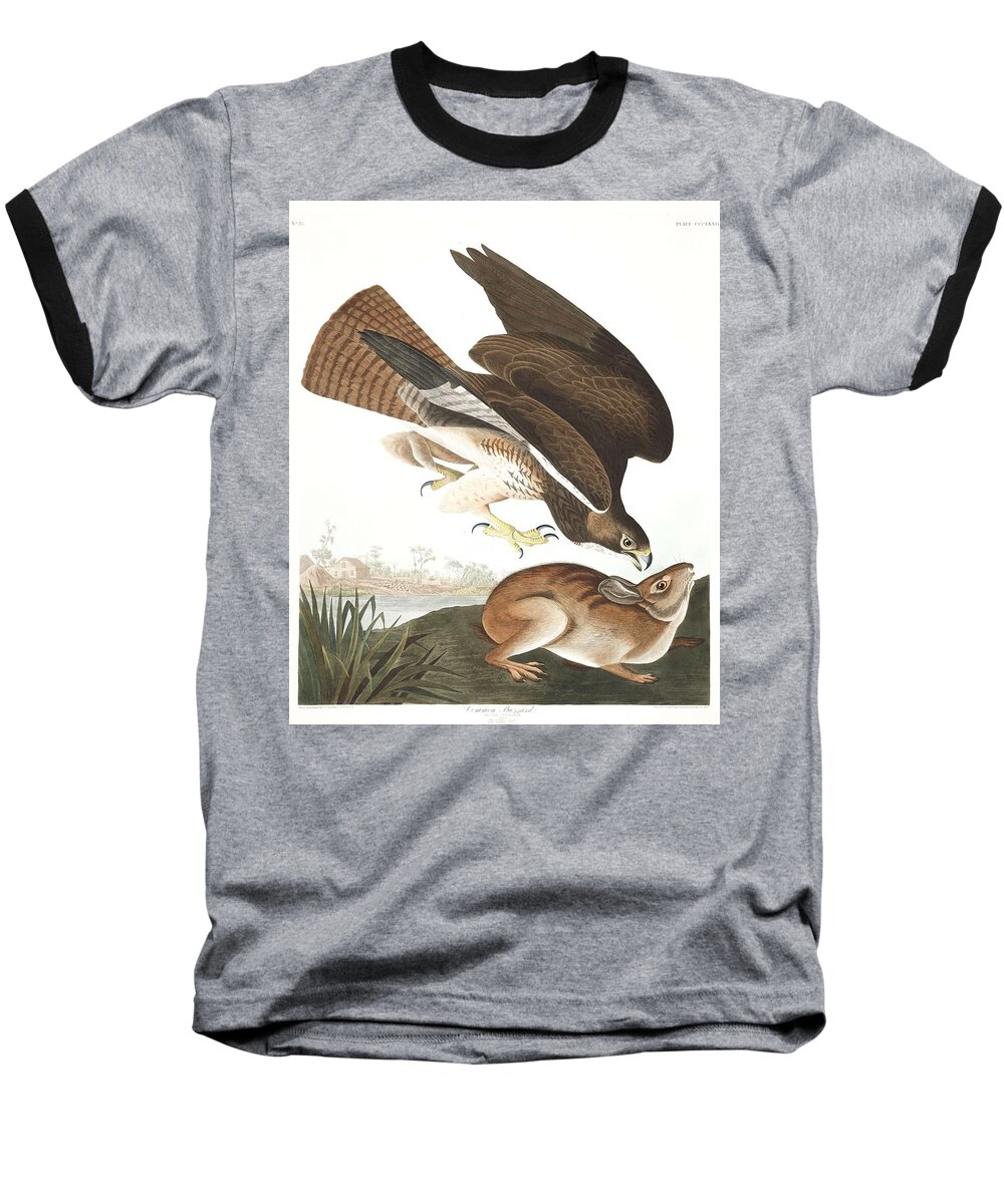 Buzzard Baseball T-Shirt featuring the painting Common Buzzard by John Audubon by Celestial Images