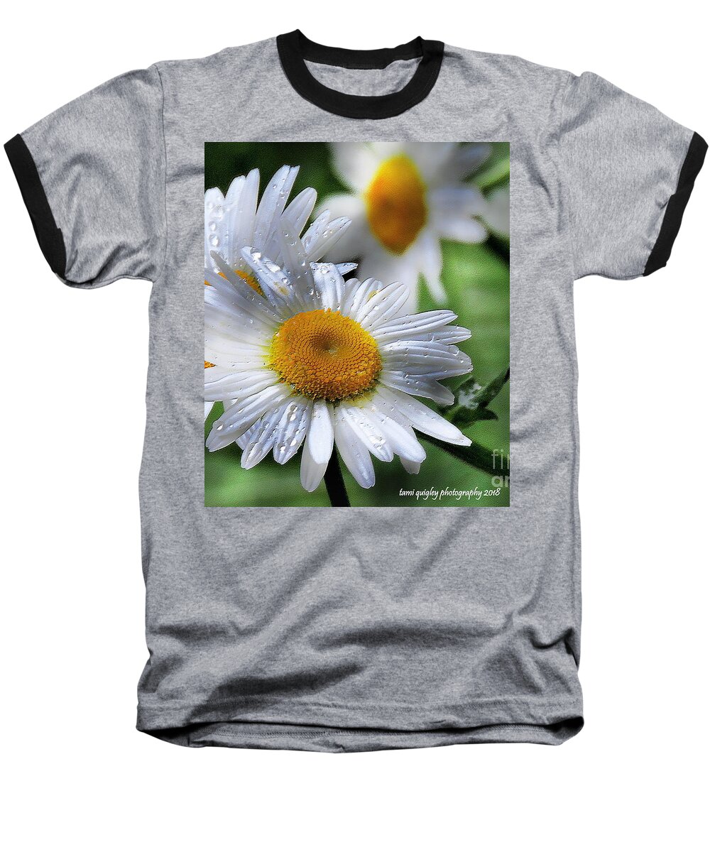 Daisies Baseball T-Shirt featuring the photograph Daisies After A Spring Rain by Tami Quigley