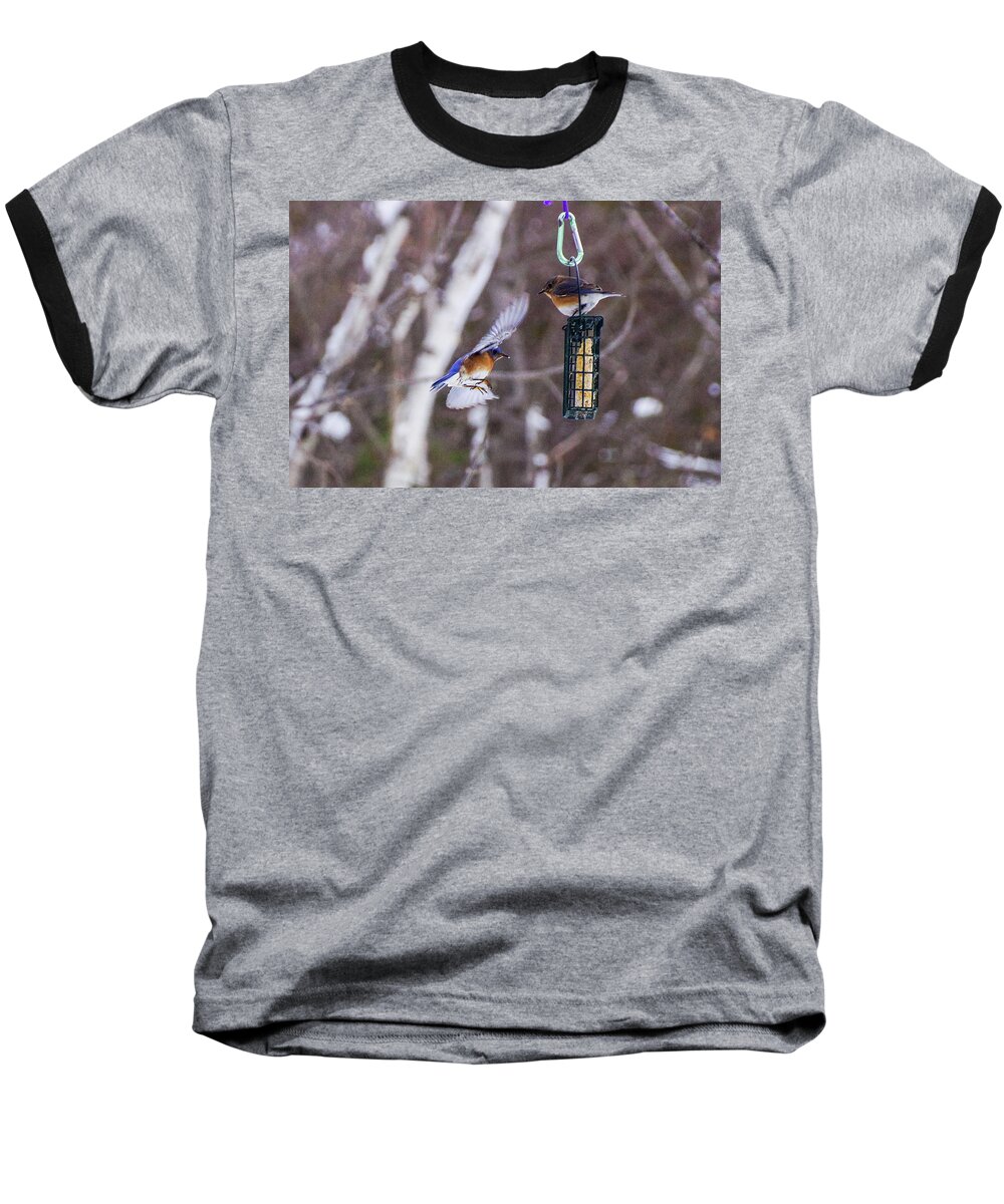 Bird Baseball T-Shirt featuring the photograph Docking Bluebird by Rockybranch Dreams
