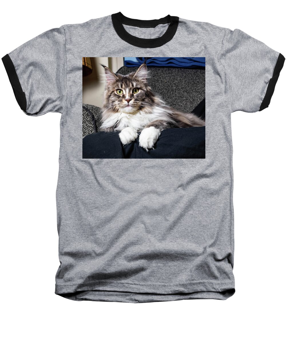 Cat Baseball T-Shirt featuring the photograph Feline Beauty by Martin Gollery