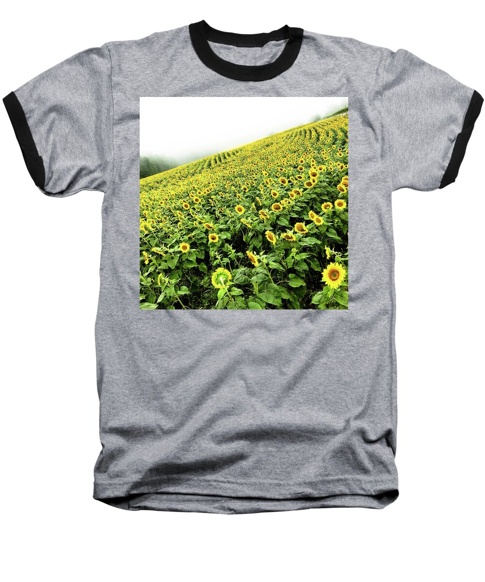 Sunflowers Baseball T-Shirt featuring the photograph Fields of Yellow by Shane Kelly