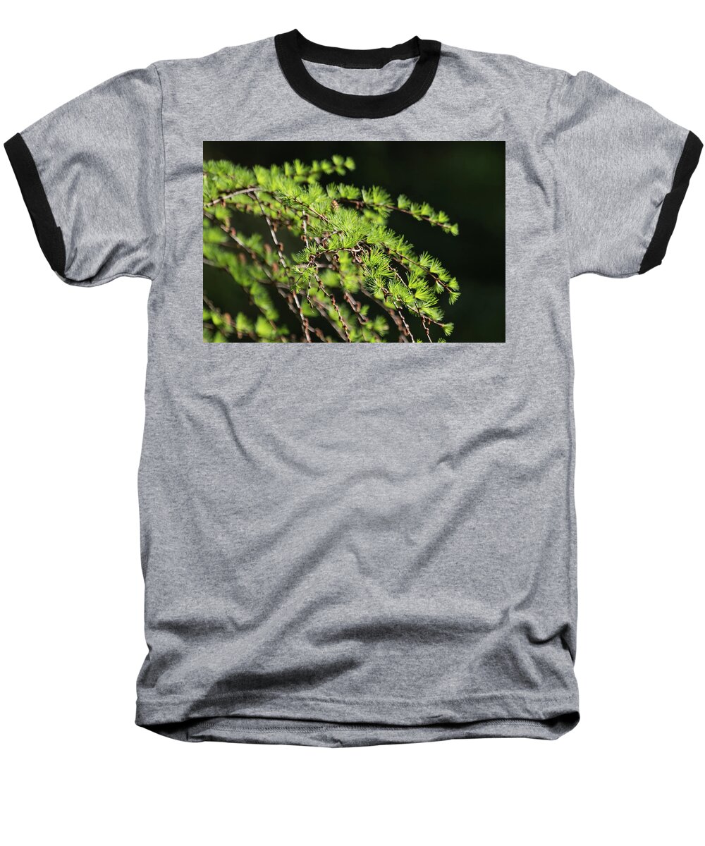 Wildlifephotograpy Baseball T-Shirt featuring the photograph Fresh by Wendy Cooper