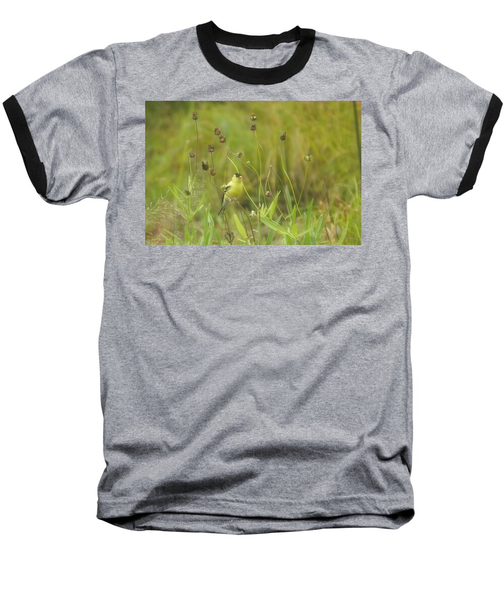 Spinus Tristis Baseball T-Shirt featuring the photograph Goldfinch in Summer by Jeff Folger