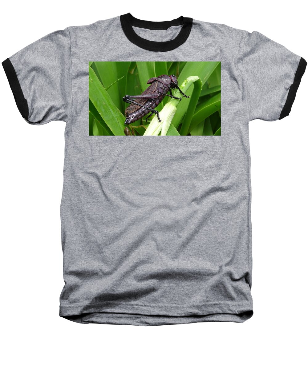  Baseball T-Shirt featuring the photograph Grasshopper by Stanley Vreedeveld