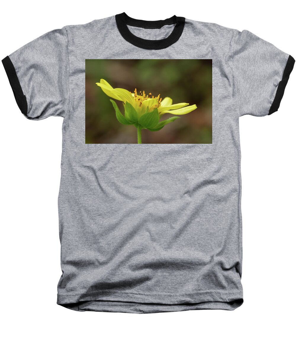 Smallanthus Uvedalia Baseball T-Shirt featuring the photograph Hairy Leafcup by Paul Rebmann