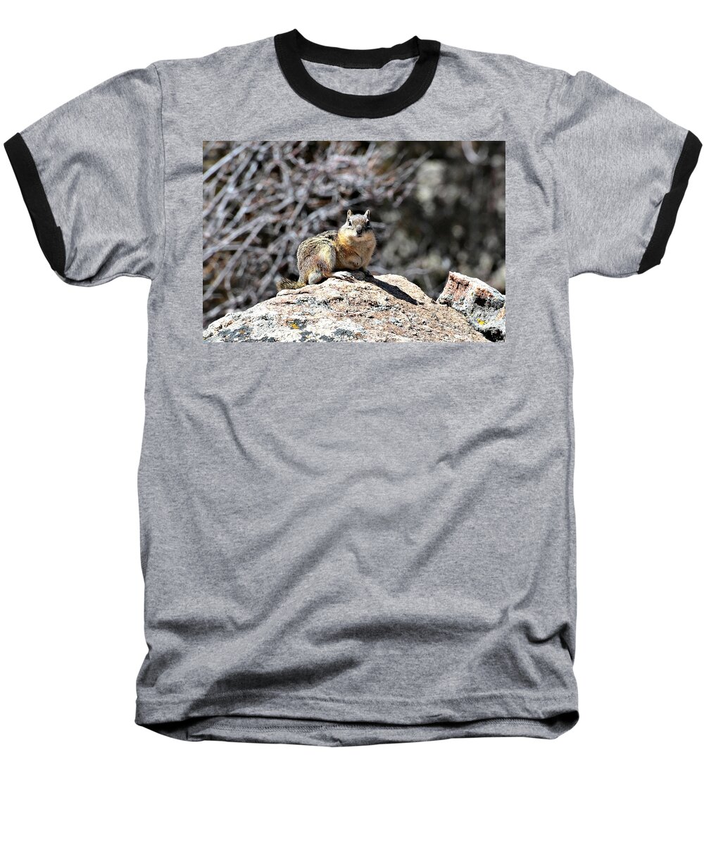 Chipmunk Baseball T-Shirt featuring the photograph Hi There by Dorrene BrownButterfield