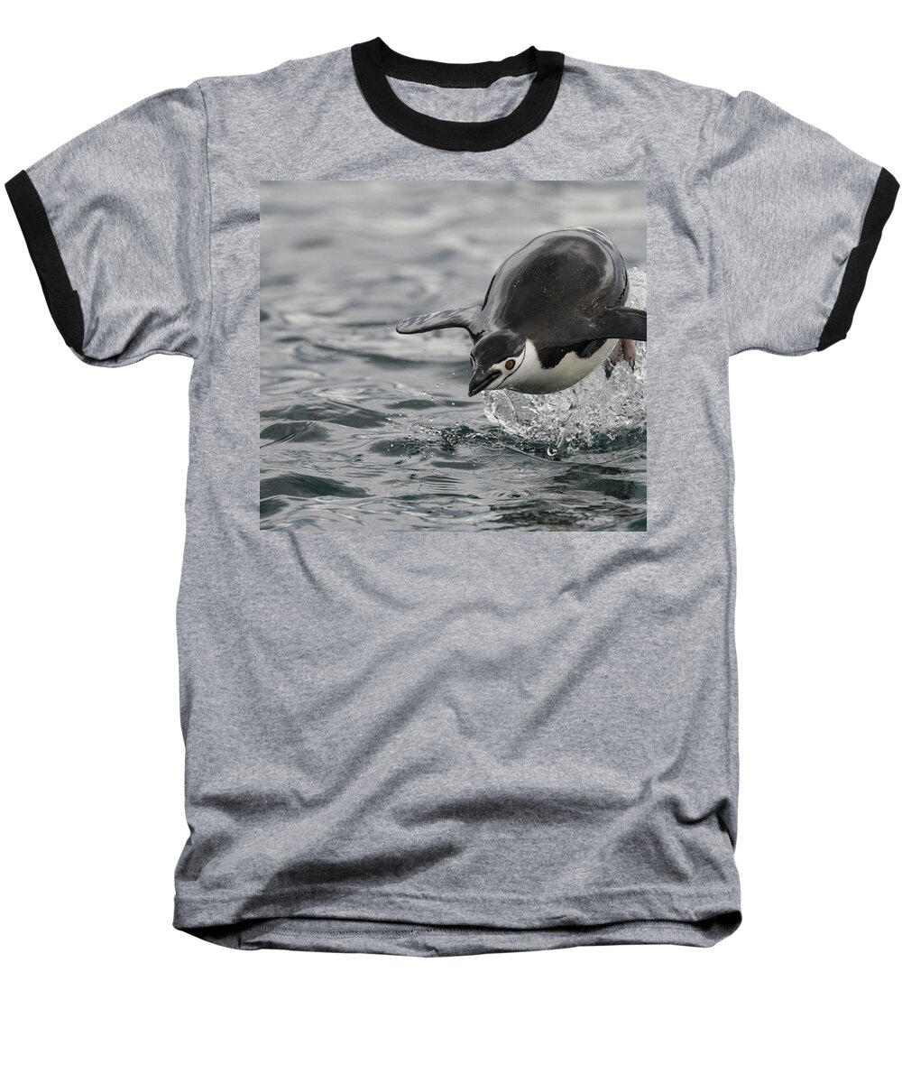 Penguin Baseball T-Shirt featuring the photograph Incoming by Alex Lapidus