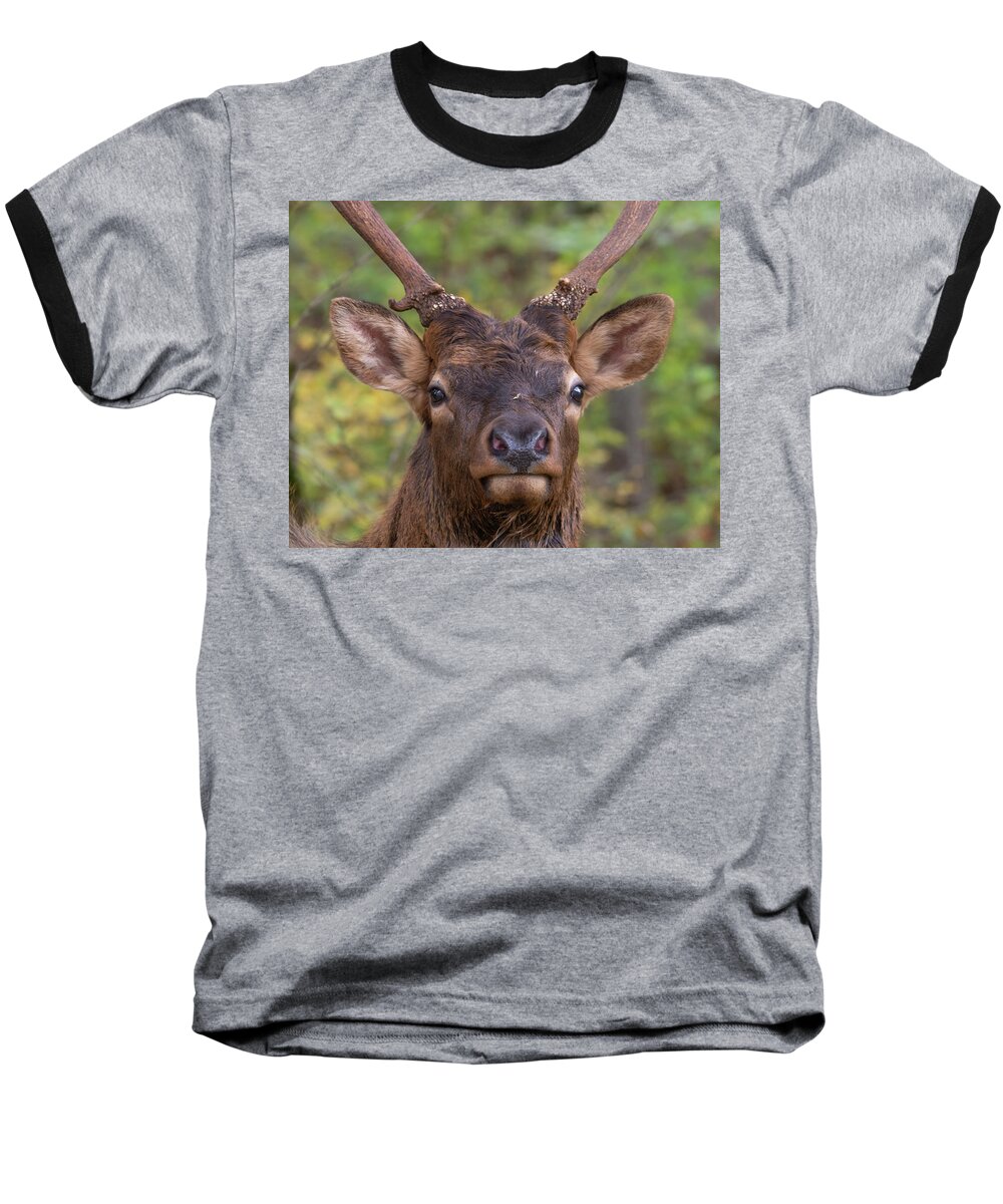 Autumn Baseball T-Shirt featuring the photograph Junior Elk by Douglas Wielfaert