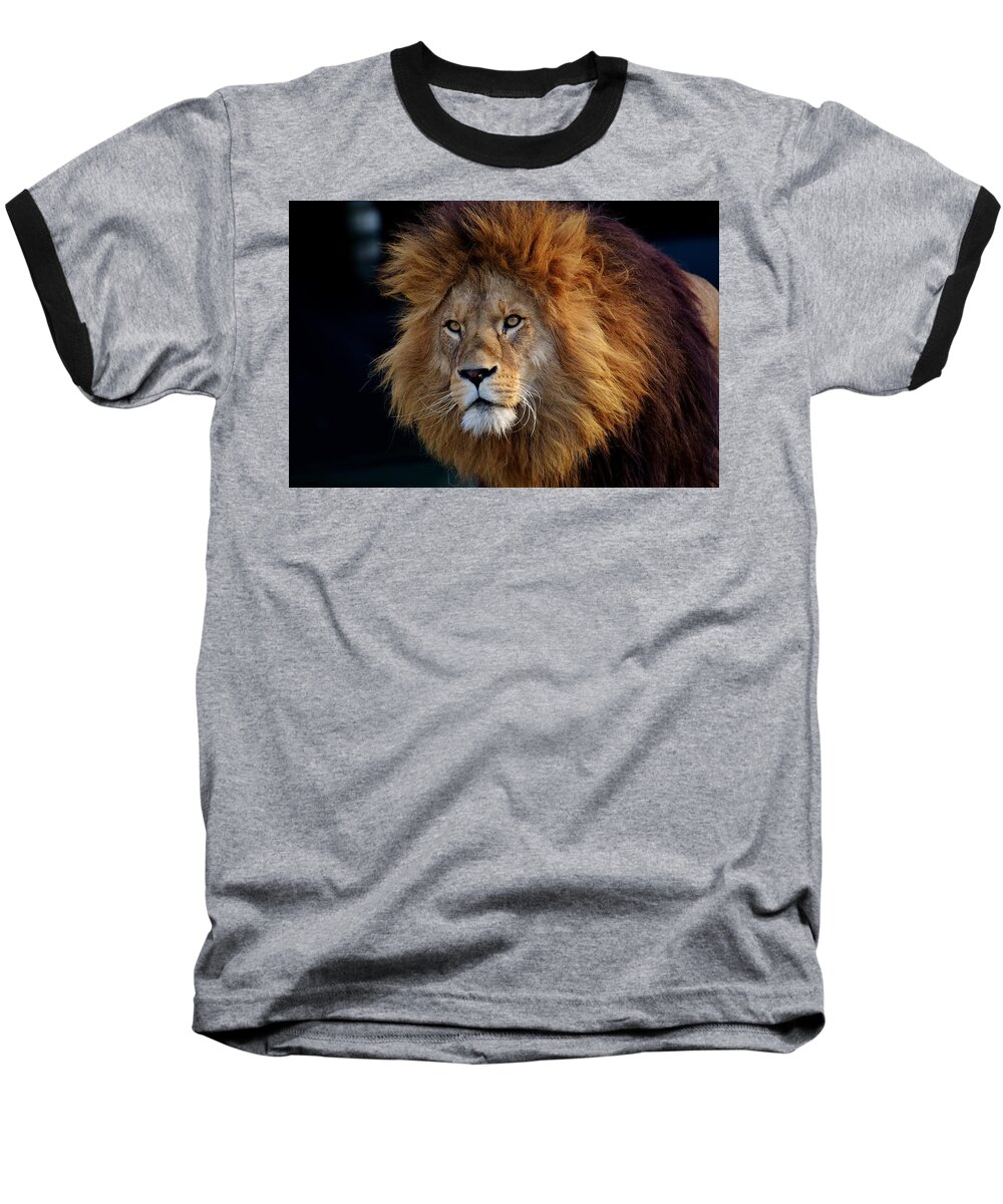  Baseball T-Shirt featuring the photograph King lion by Top Wallpapers