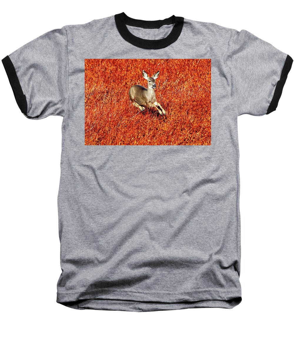 Lake Cuyamaca Baseball T-Shirt featuring the photograph Leaping Deer by Anthony Jones