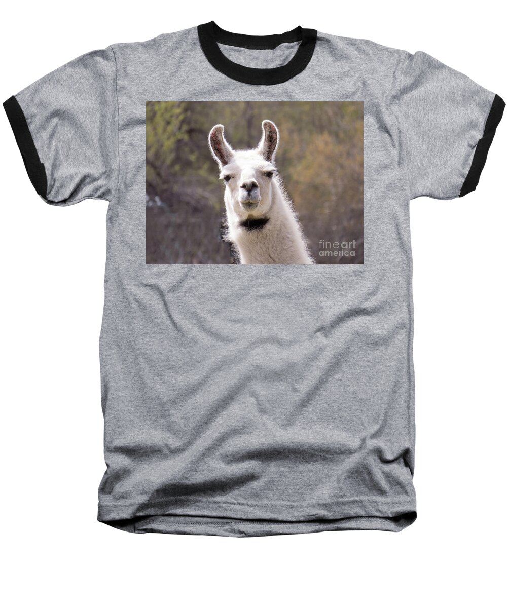 Llama Baseball T-Shirt featuring the photograph Dapper Llama with bow tie by Christy Garavetto