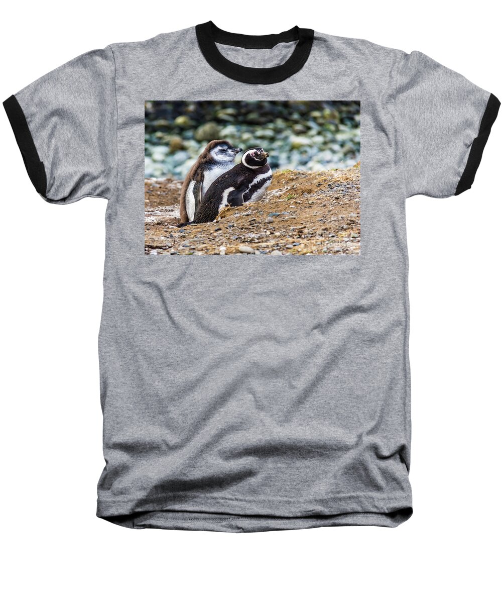 Penguin Baseball T-Shirt featuring the photograph Magellan penguins on the Isla Magdalena, Chile by Lyl Dil Creations