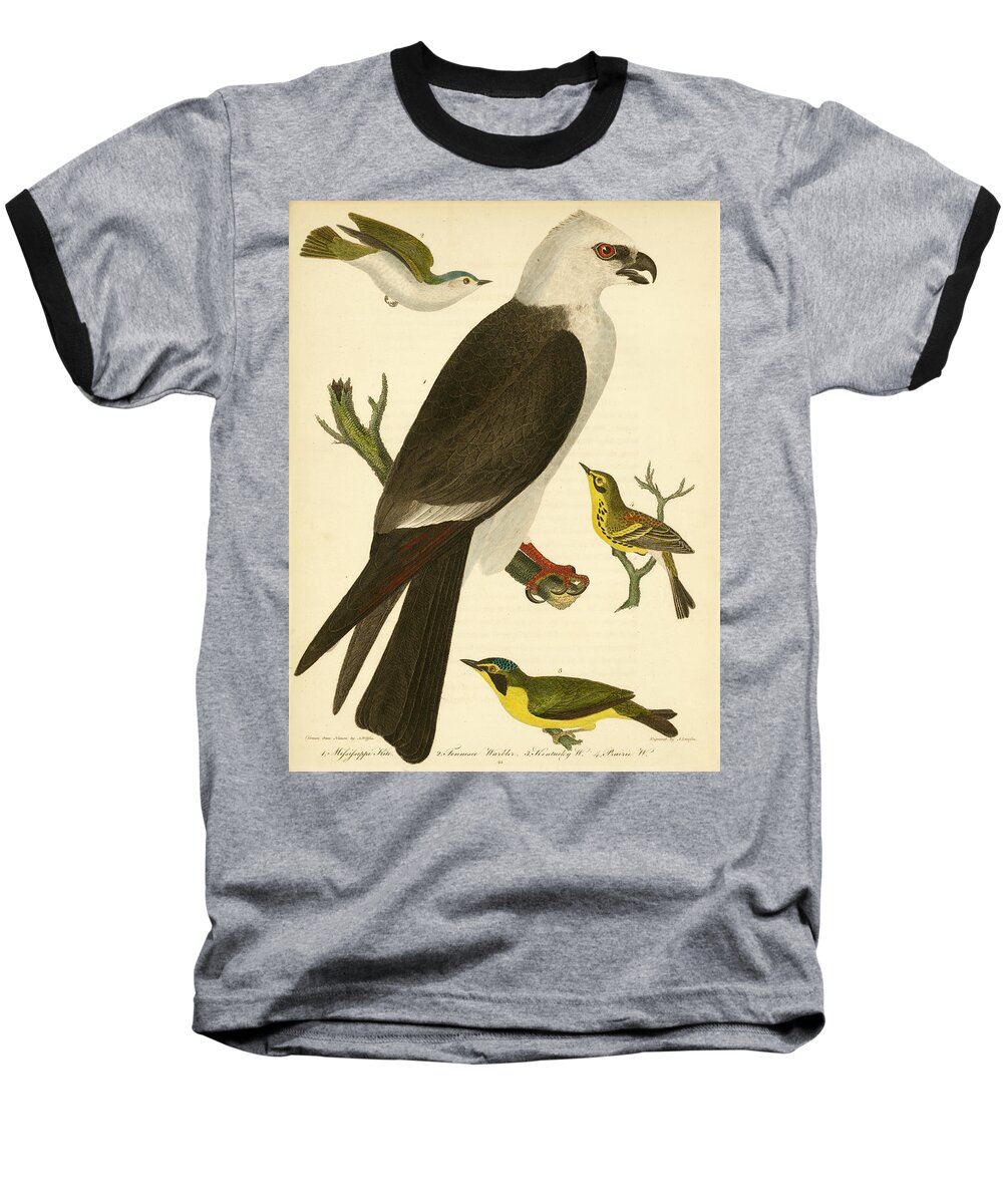 Birds Baseball T-Shirt featuring the mixed media Mississippi Kite by Alexander Wilson