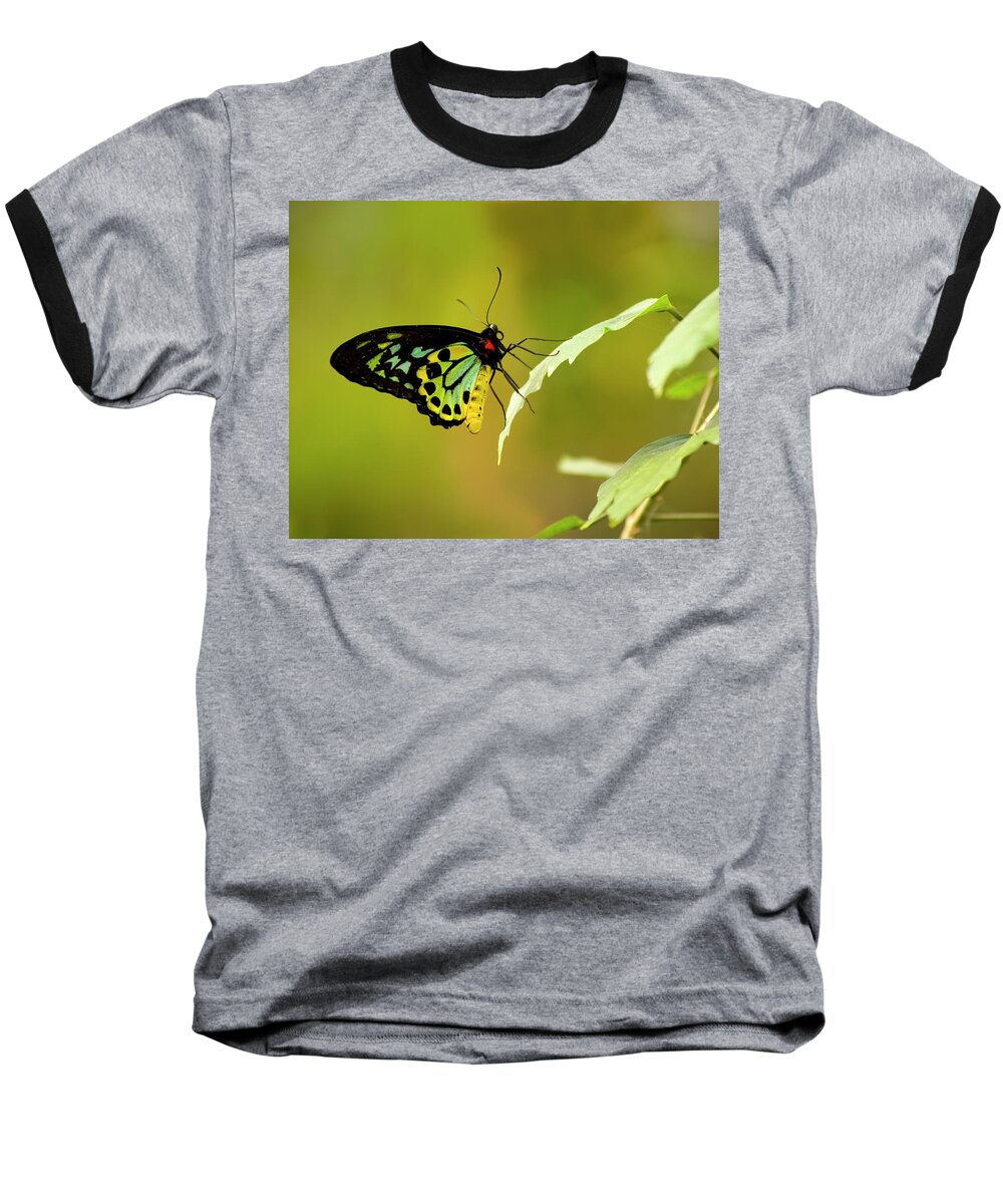 Photography Baseball T-Shirt featuring the photograph Monarch by Jeffrey PERKINS